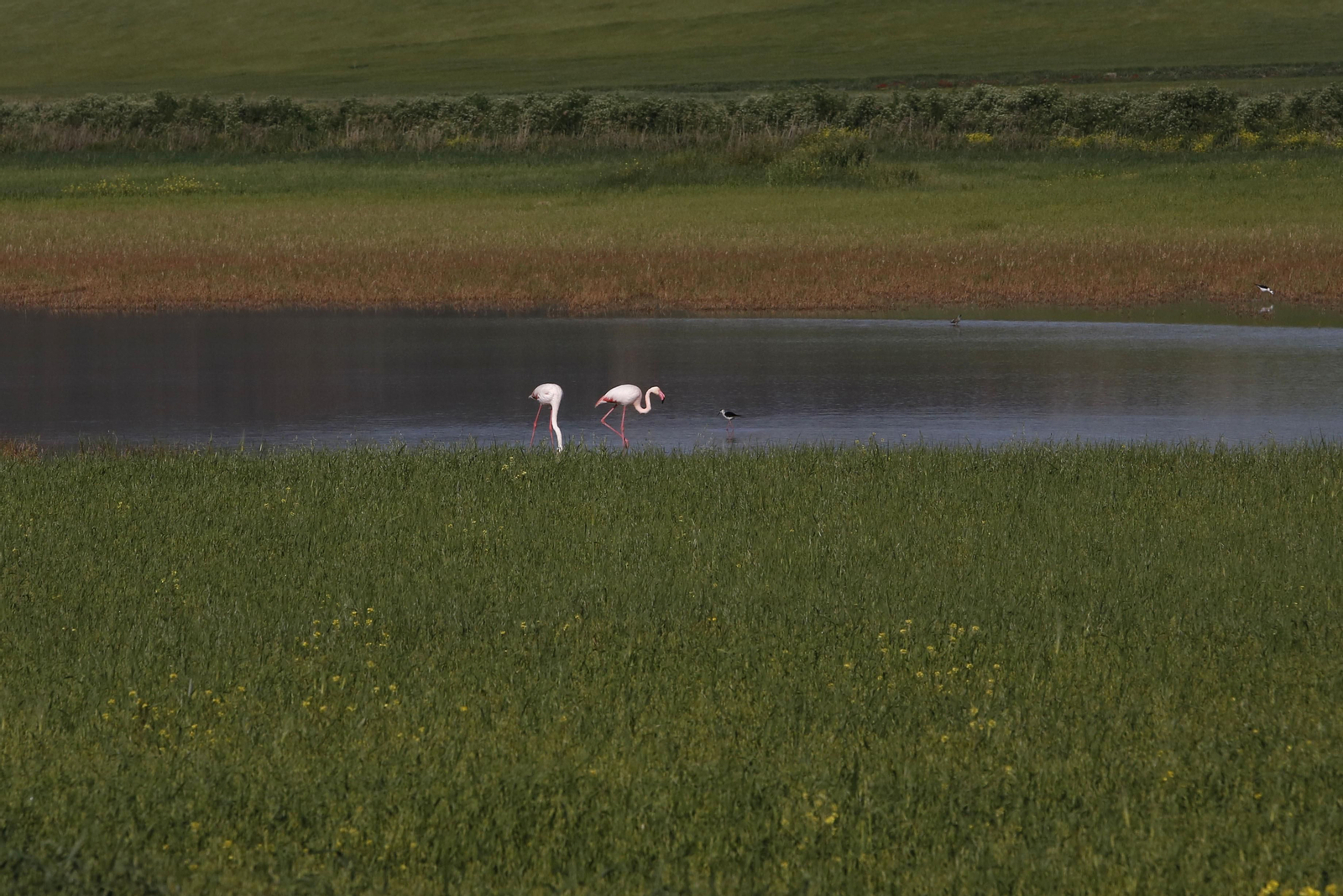 Los flamencos en la Laguna de Fuente de Piedra, en fotos