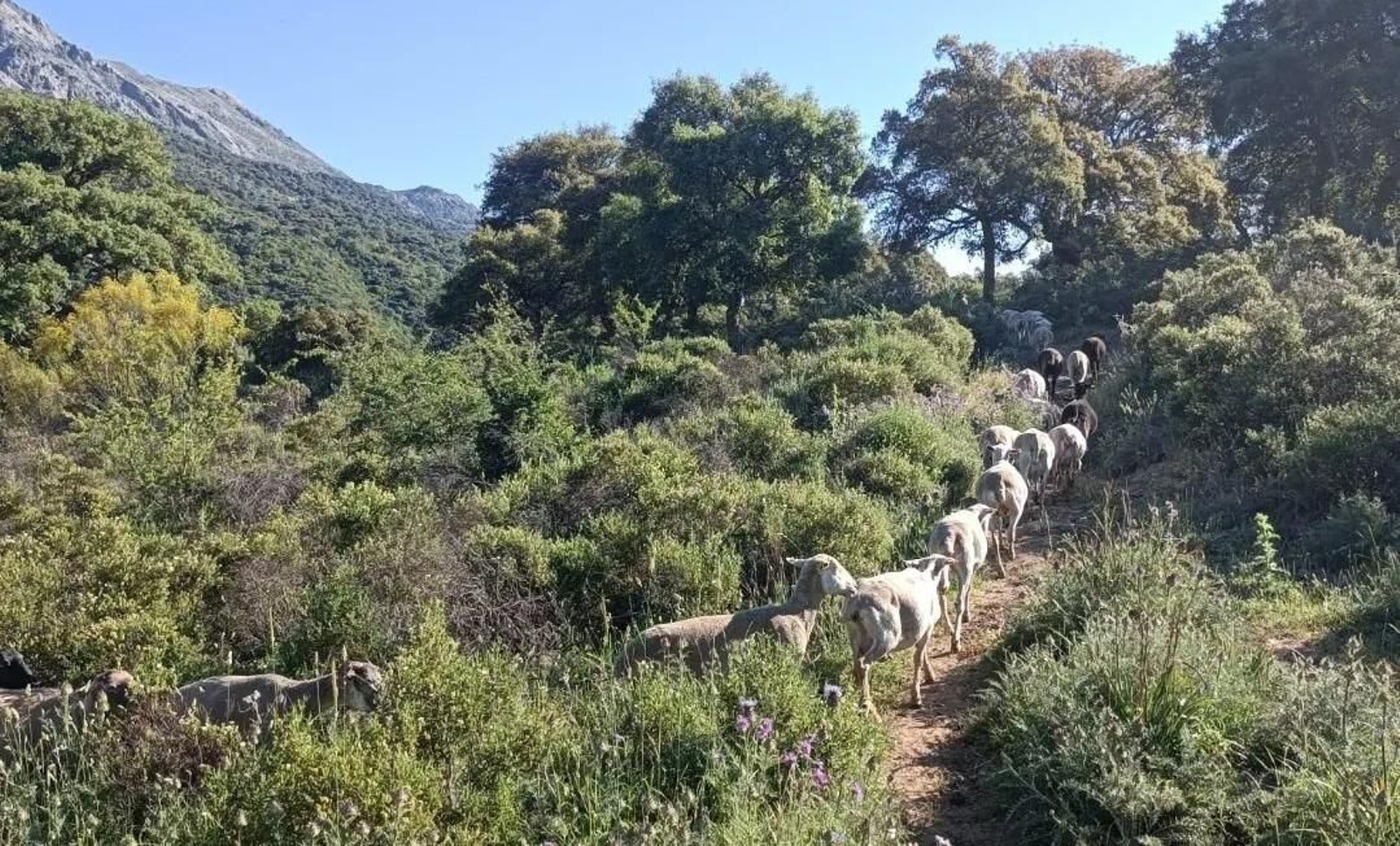 Ganado por la vía pecuaria próxima a Jimera de Líbar