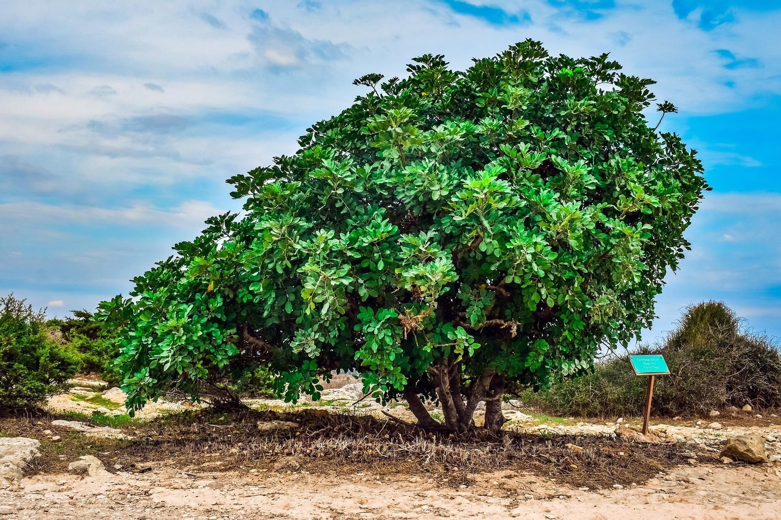 Un algarrobo plantado en el campo