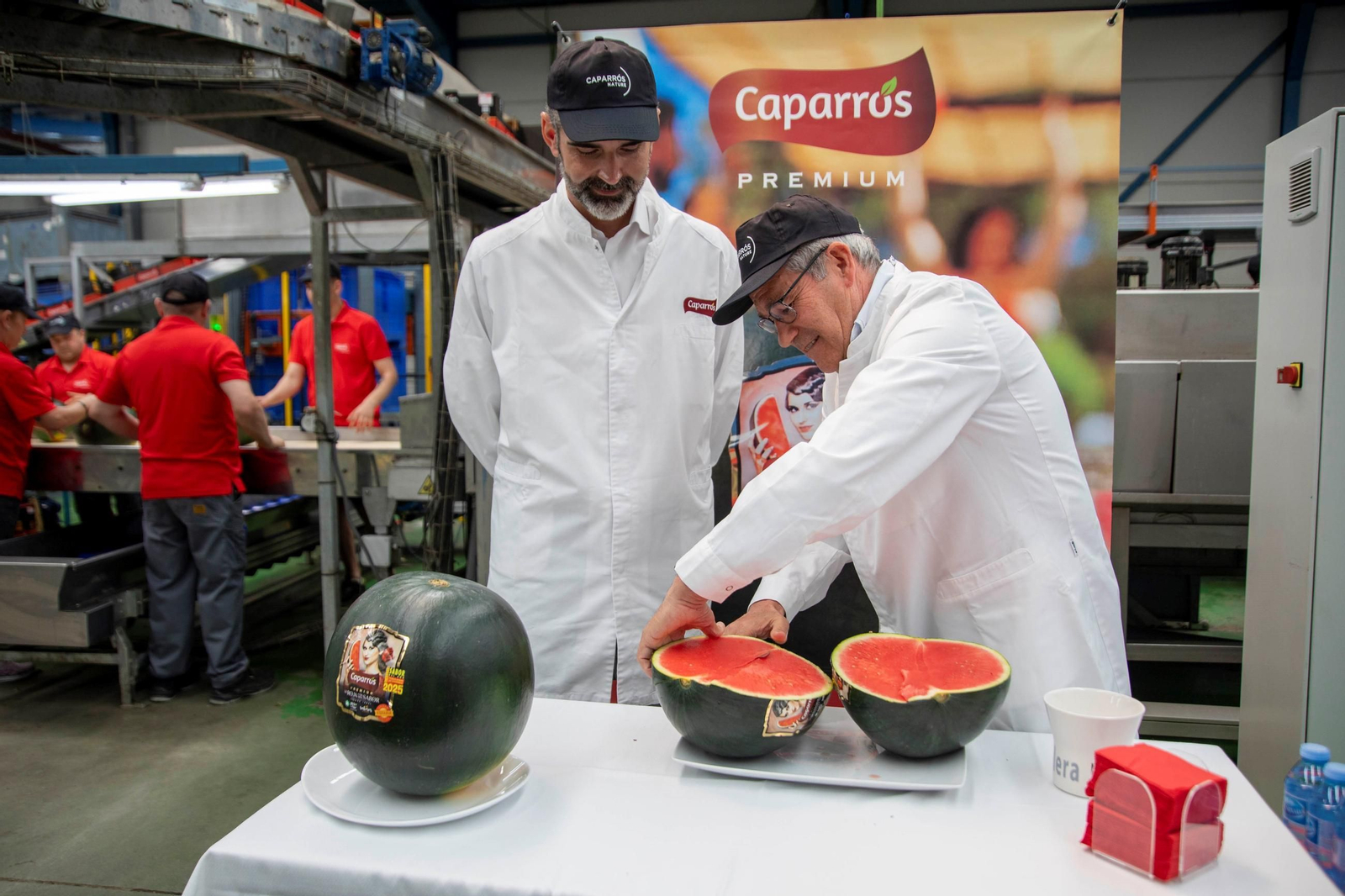 Vea cómo es el trabajo con las fantásticas sandías Premium en Grupo Caparrós