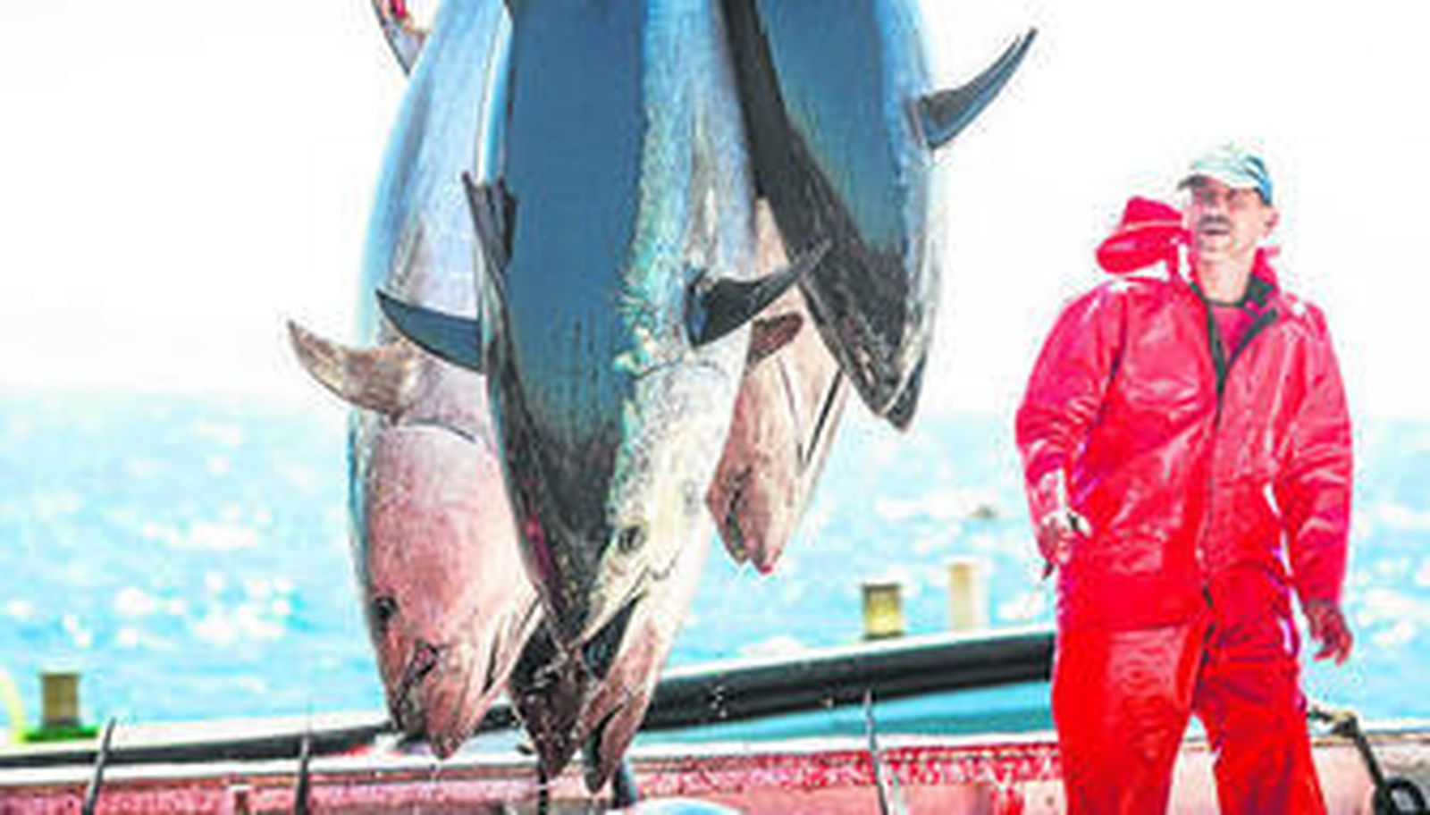 Ejemplares de atún rojo salvaje capturados por la flota de Barbate.
