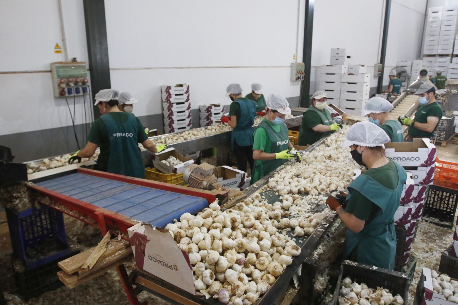 La falta de riego pone en jaque al sector del ajo de Córdoba, que se puede ‘mudar’ a la Mancha