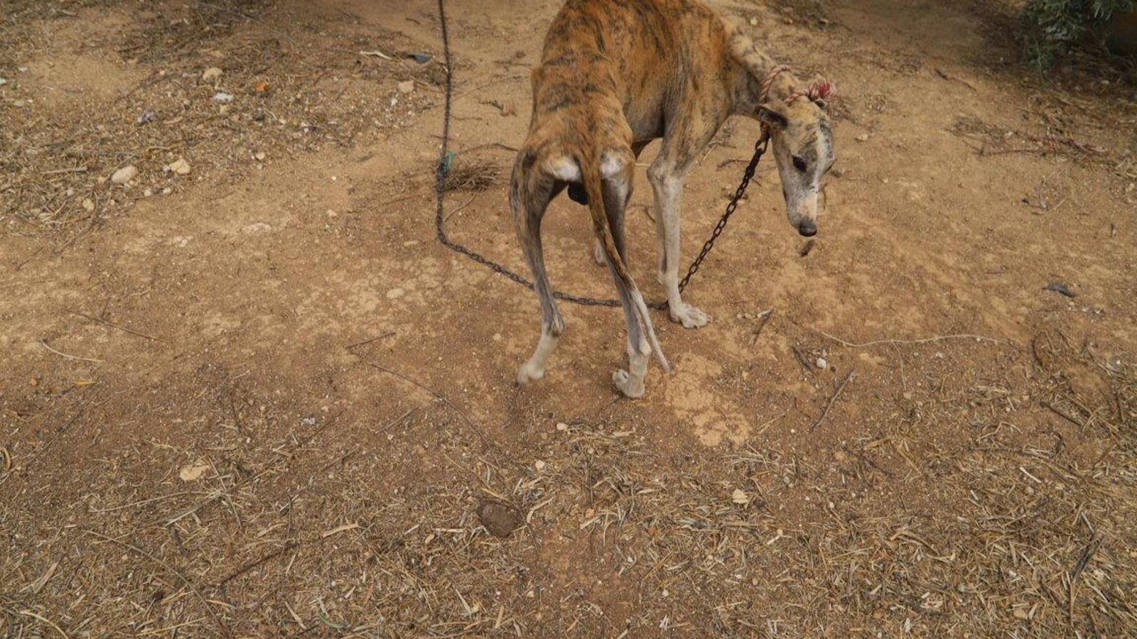 Un galgo, amarrado a una cadena.