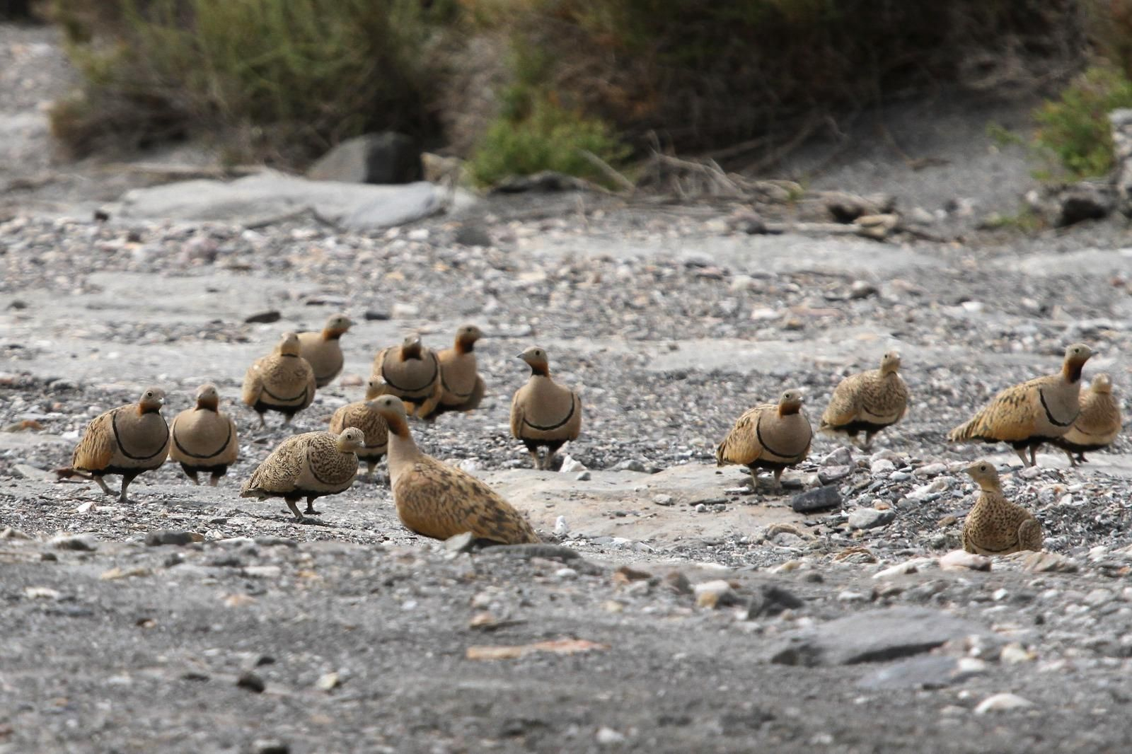 Concentración de ganga ortega en un bebedero del desierto almeriense de Tabernas