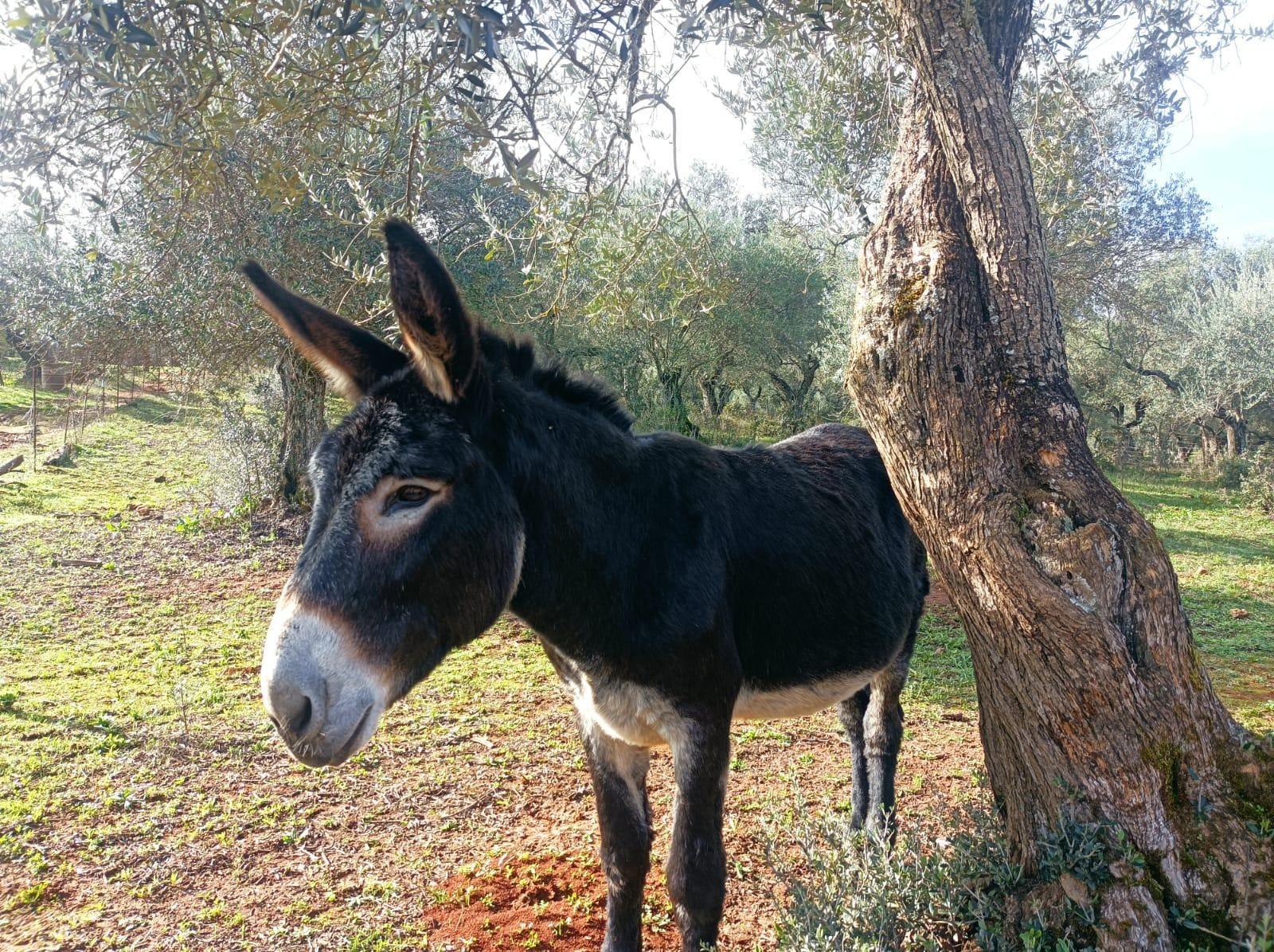 Un bonito burro en uno de los terrenos junto a los que andamos.