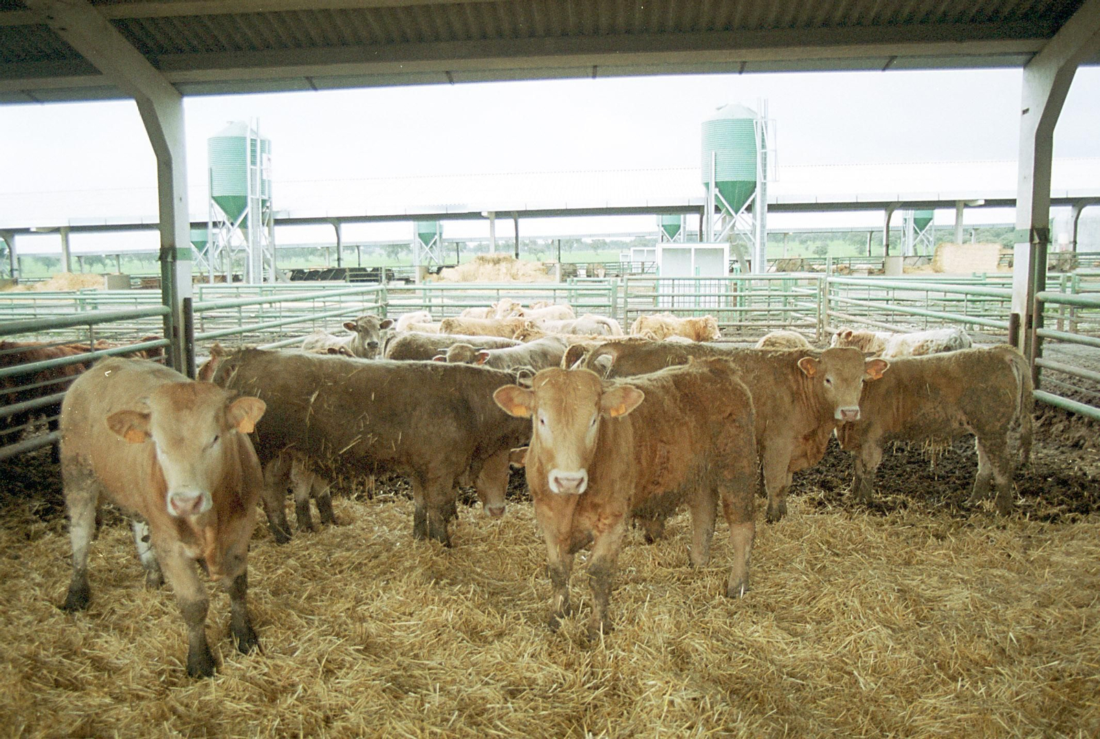 Varias vacas de Córdoba.