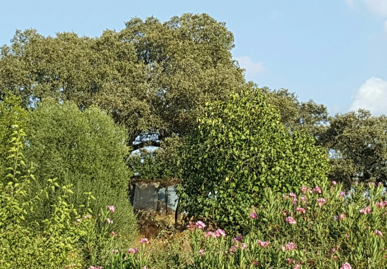 La vivienda donde se produjeron los hechos, entre la vegetación.