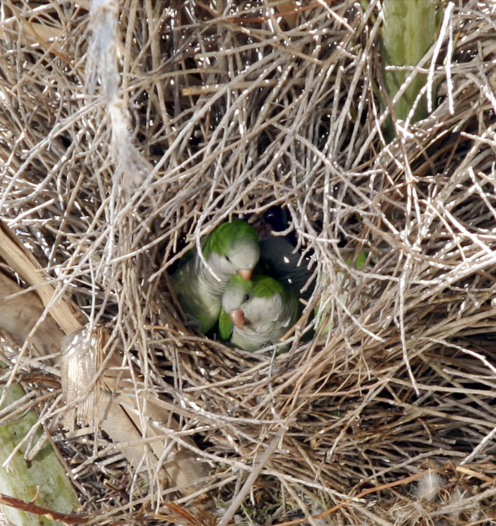 Nido de cotorras en Málaga capital.