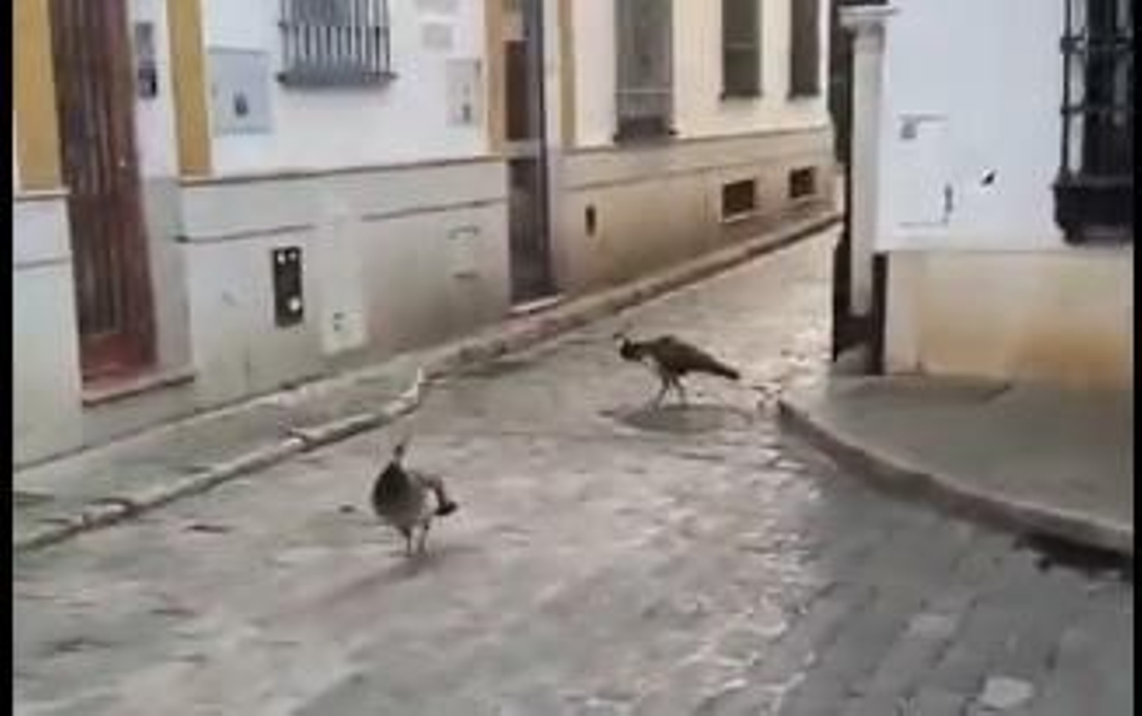 Pavos reales en Santa Cruz