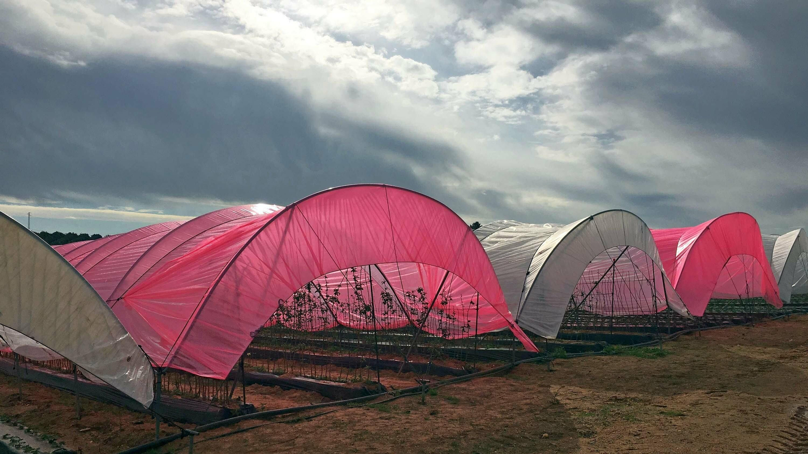 Imágenes de los plásticos luminiscentes que mejora el rendimiento de los frutos rojos en Huelva Imágenes de los plásticos luminiscentes que mejora el rendimiento de los frutos rojos en Huelva