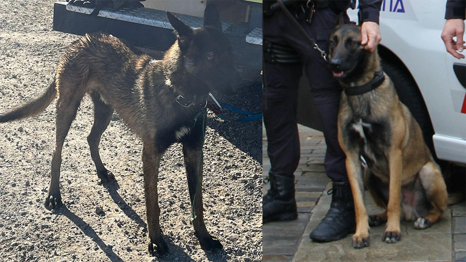 El perro Nao, tras ser rescatado (izquierda) y como miembro de la Unidad Canina de Palencia (derecha).