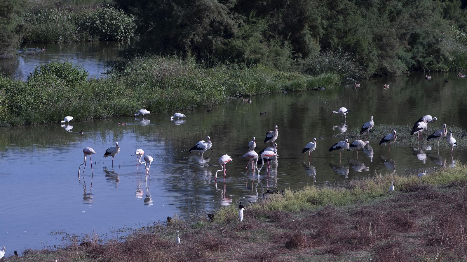 Otro detalle de la riqueza ambiental del parque fluvial de Palmas Altas.