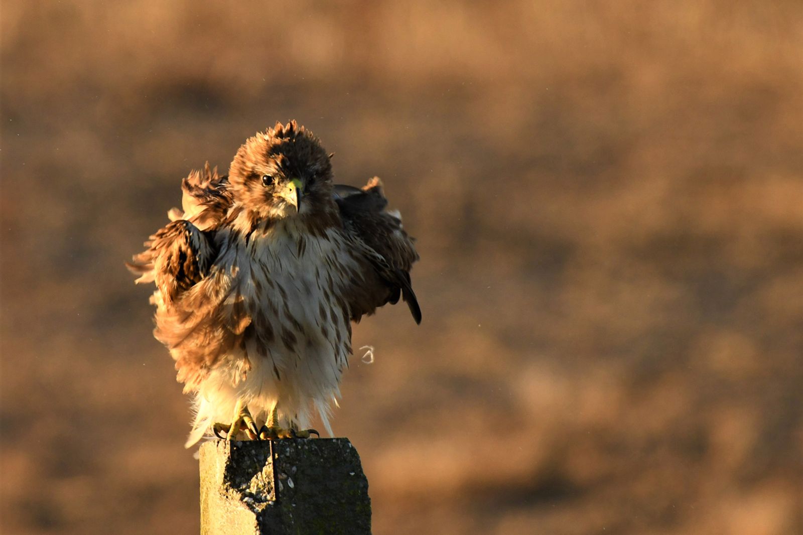 Las imágenes de la  exposición de Carlos Romero sobre la vida silvestre en Veta La Palma.