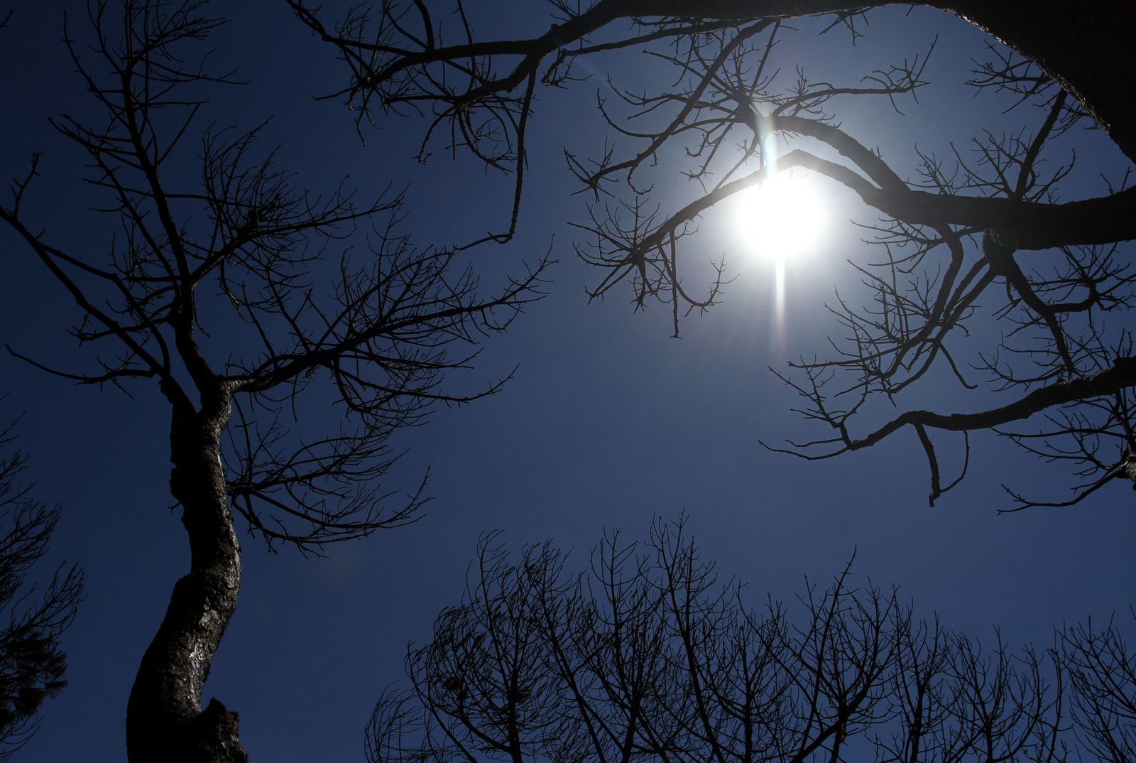 Imágenes de las consecuencias del incendio de Moguer