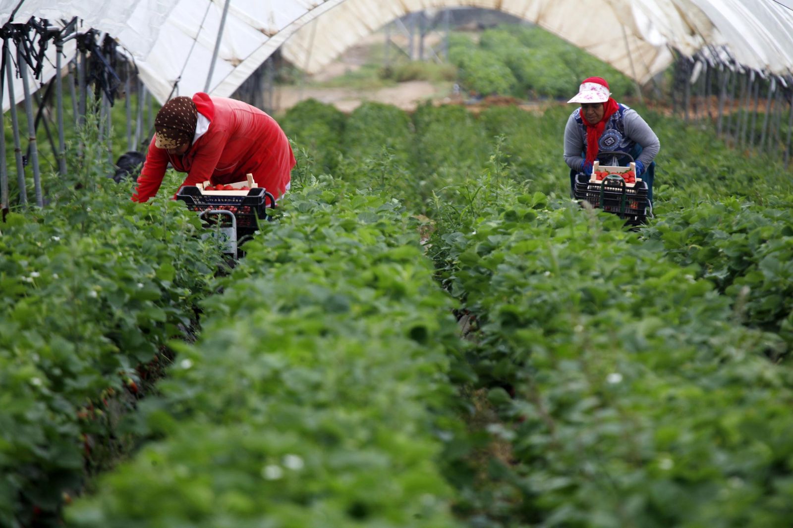 Plantación de fresas en la provincia onubense,