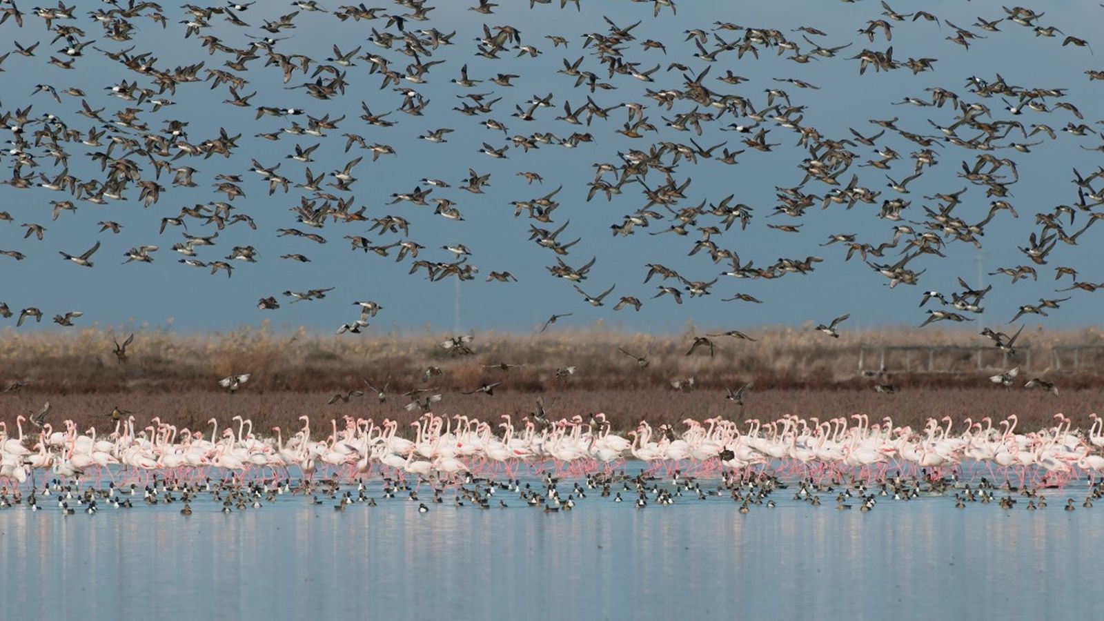 Ánades barbudos y cucharas comunes en el Espacio Natural de Doñana.