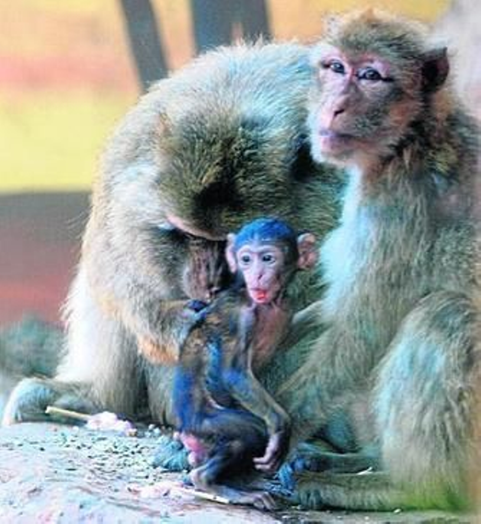Un macaco de Gibraltar nacido este año en el zoo de Córdoba, junto a su madre.