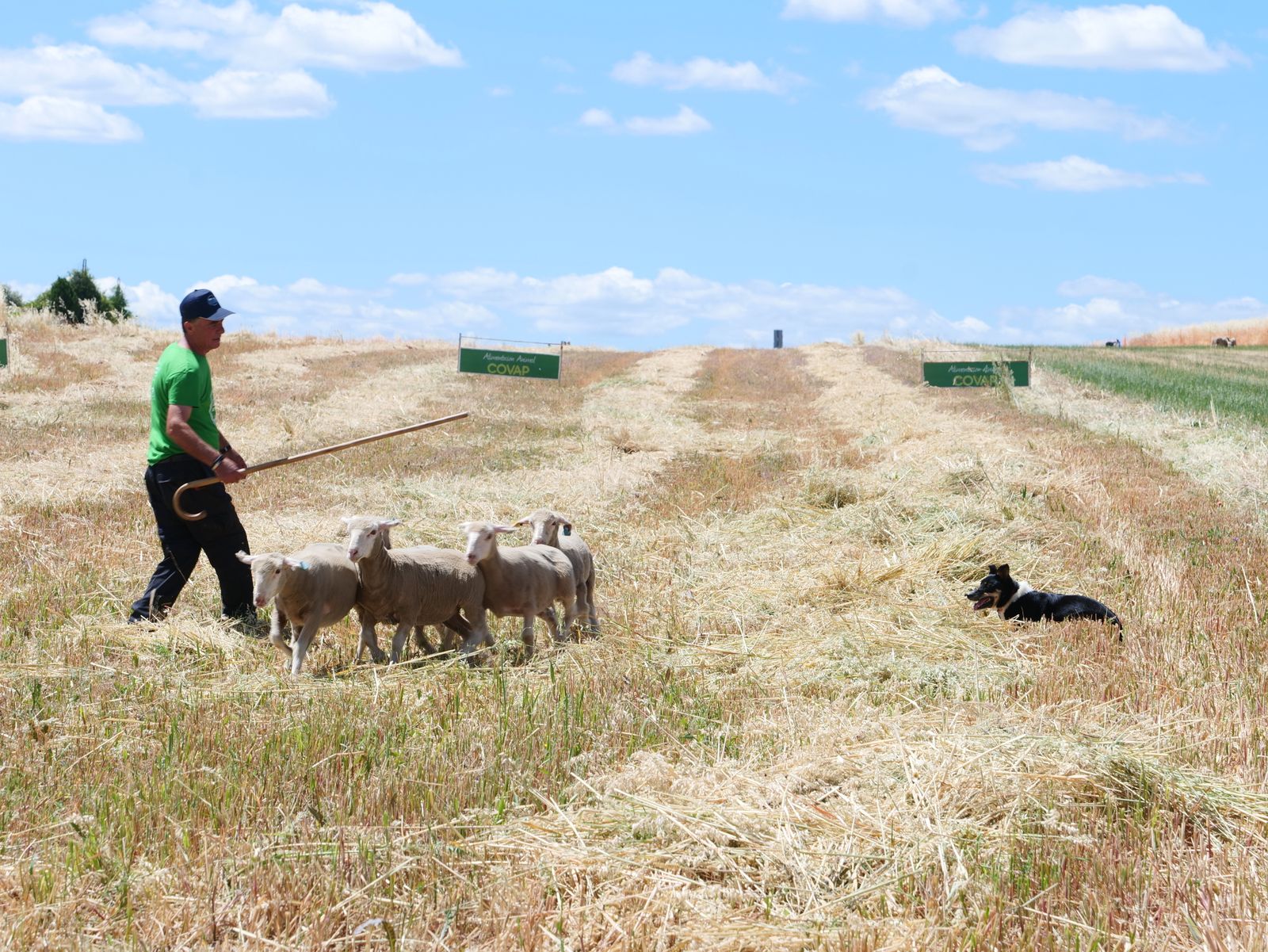 La segunda jornada de la X Feria del Pastoreo de Villaralto, en imágenes