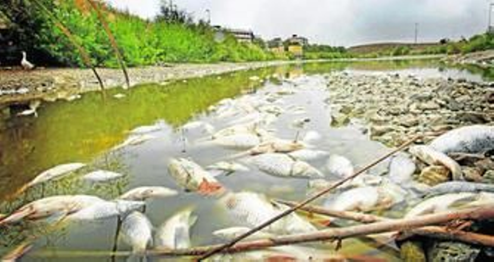 Imagen de ayer de la Laguna de Torrox repleta de carpas muertas, así como en sus orillas.