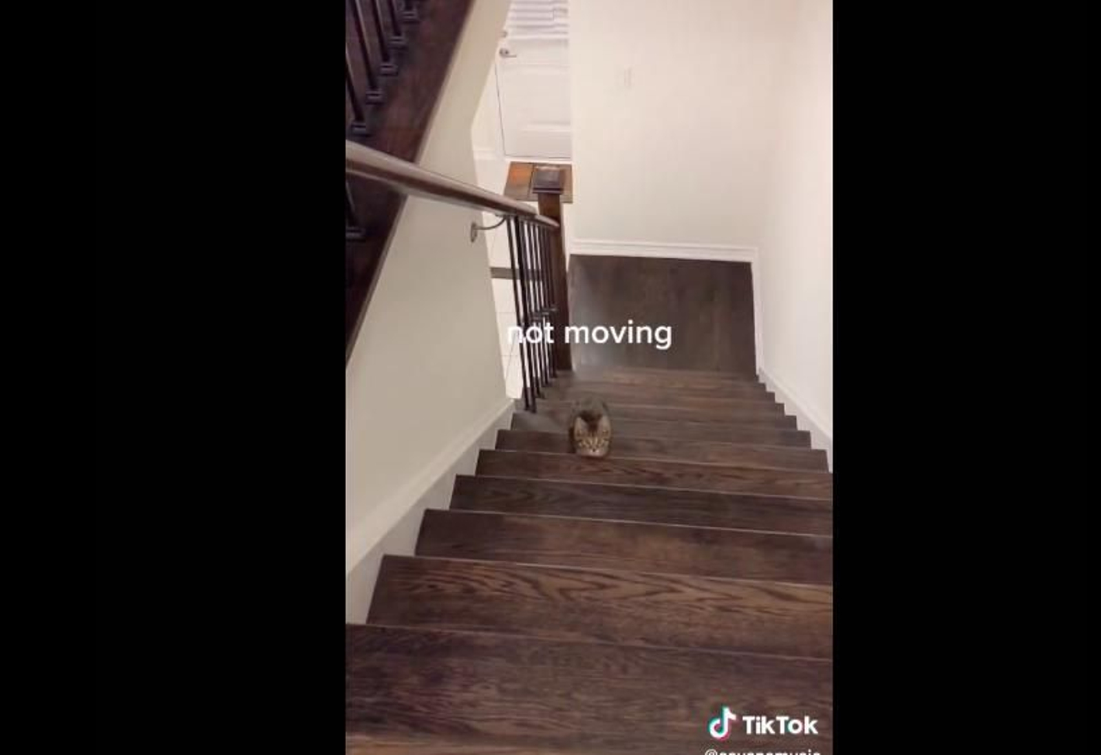 El vídeo viral de tik tok de un gato que desafía a su dueña con El juego del calamar