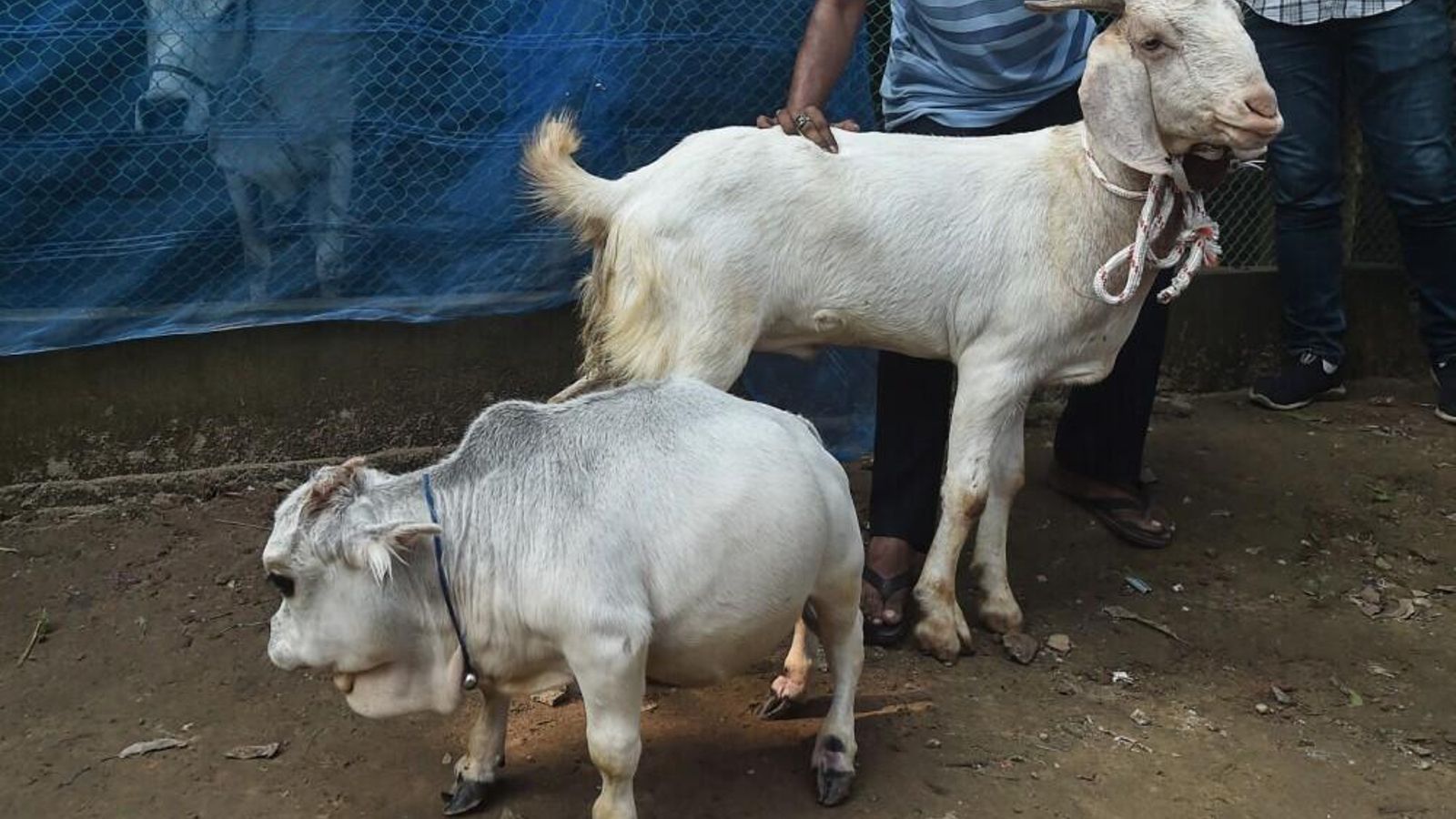 Rani, más pequeña que una cabra