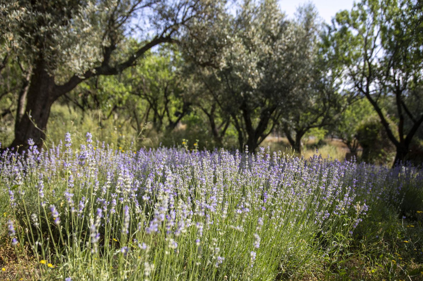 El jardin de lavandas en Benecid