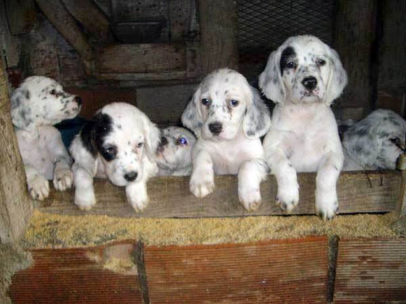 Encuentran a un hombre golpeando a un cachorro metido en un saco y hallados otros dos muertos