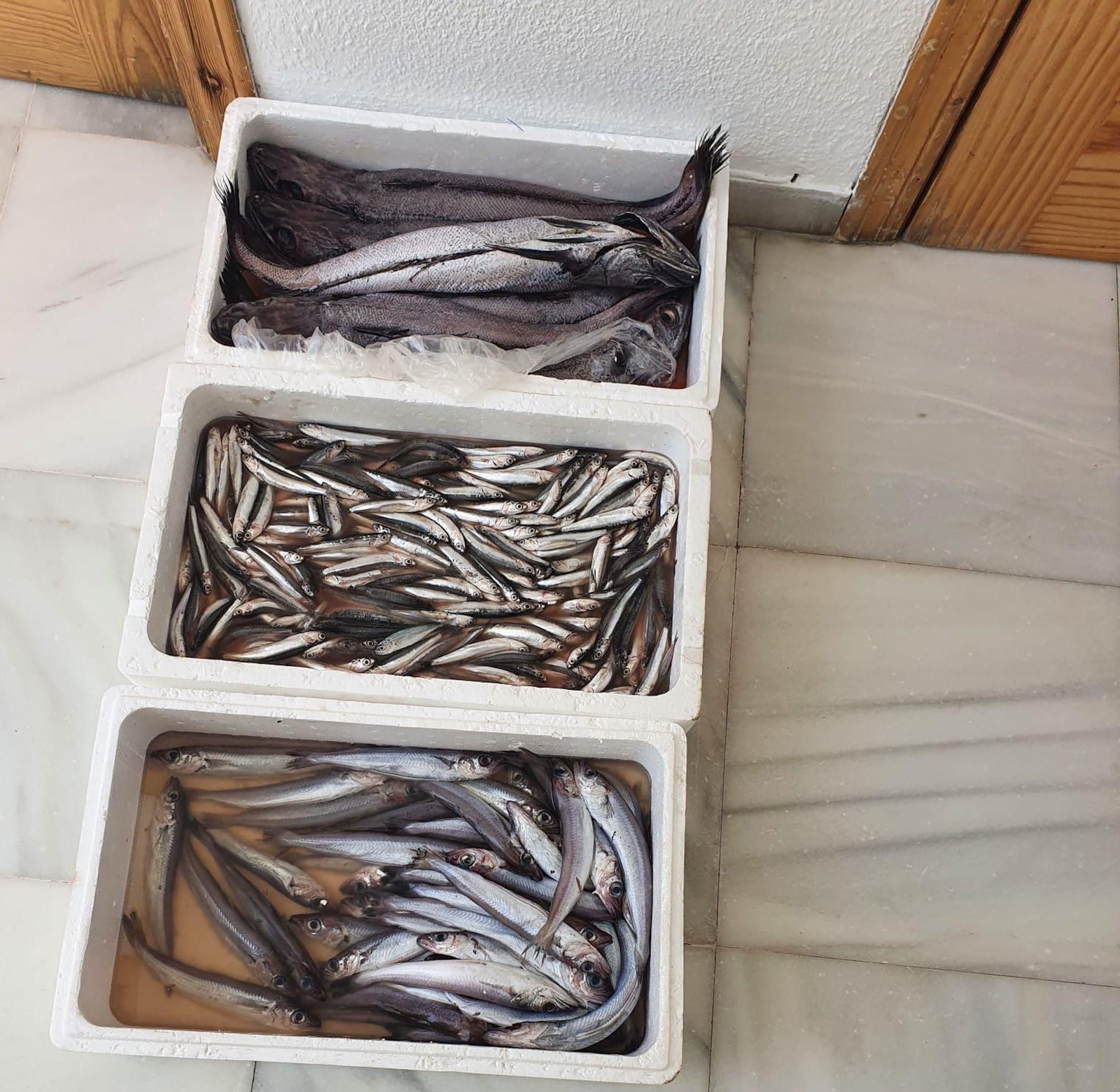 El pescado decomisado.