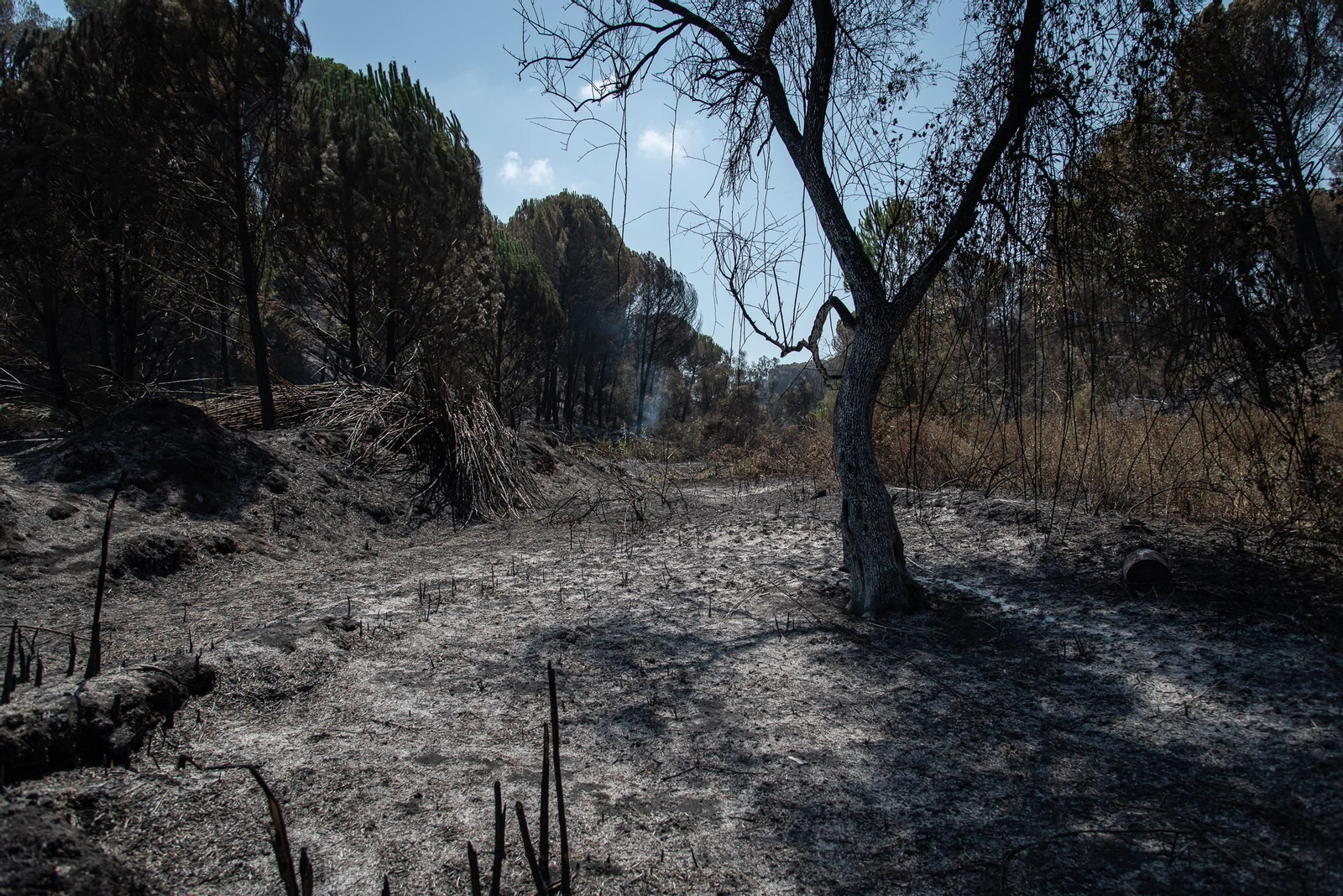 Imágenes de los destrozos causados por el incendio de Lucena del Puerto