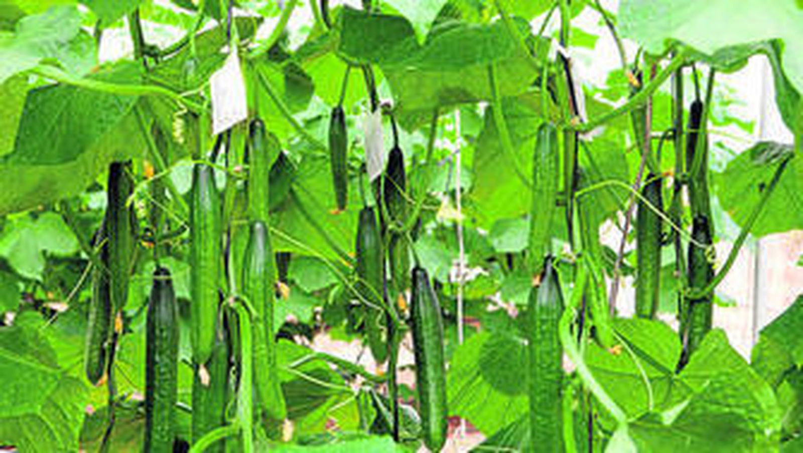 Taray F1* ofrece uno o dos frutos por nudo, estriados y muy uniformes.