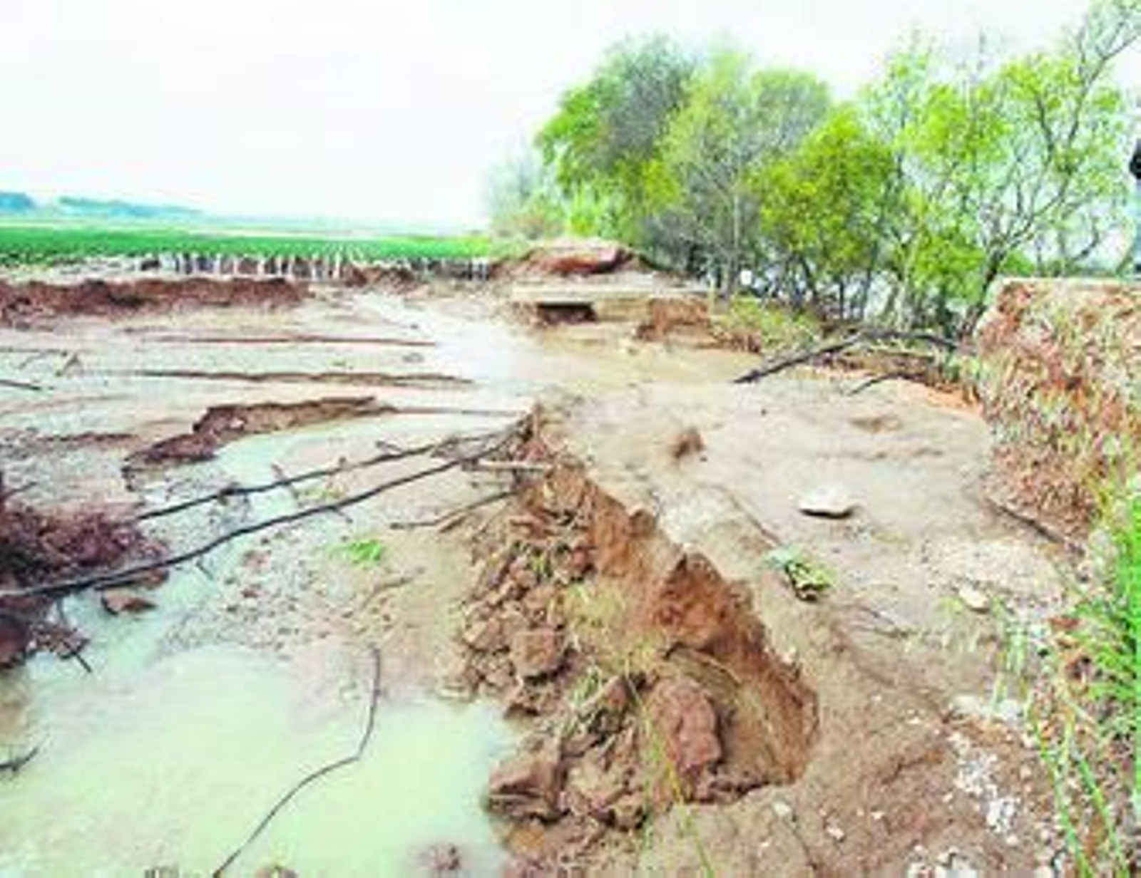 Imagen de un campo cultivado con brócoli.