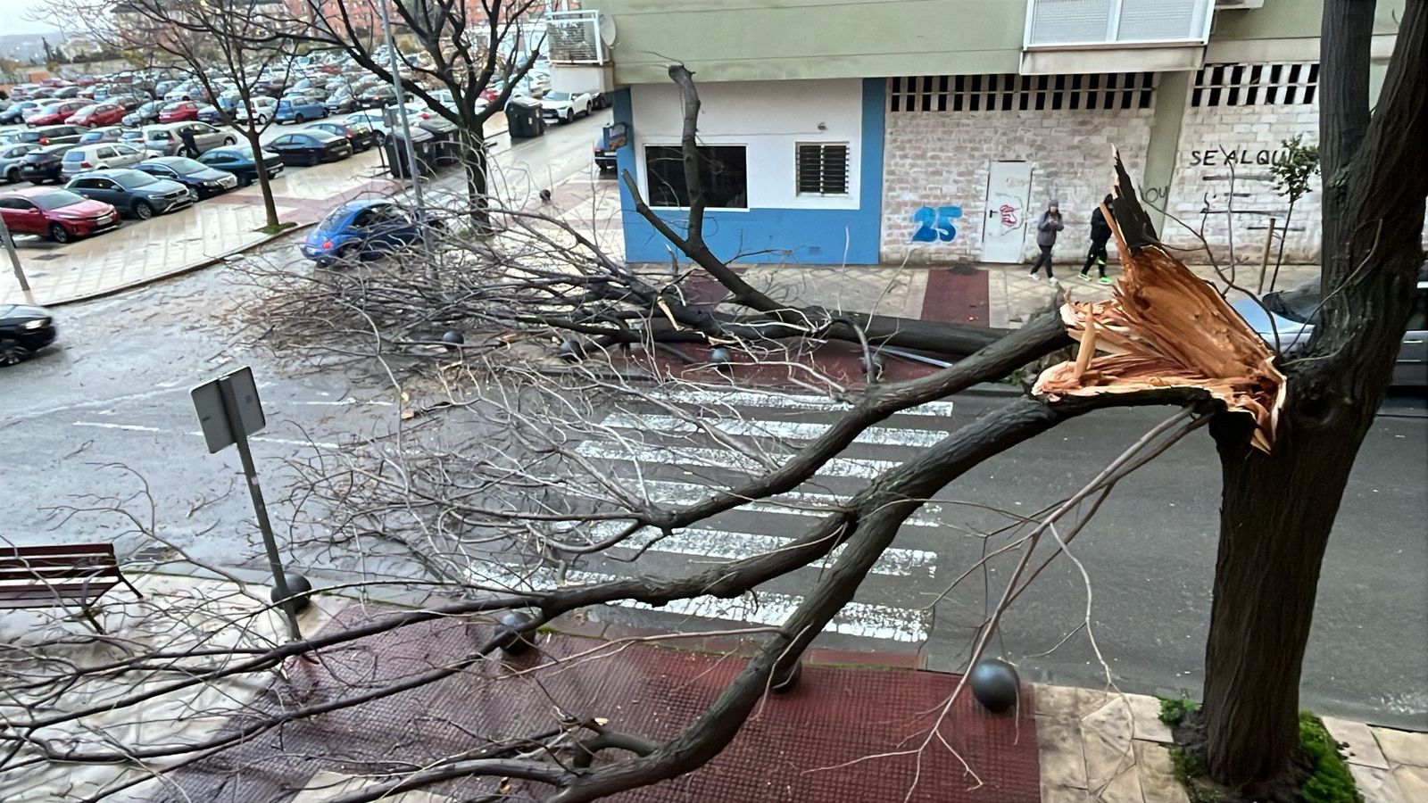 Árboles arrancados por el viento en el barrio del Bulevar.