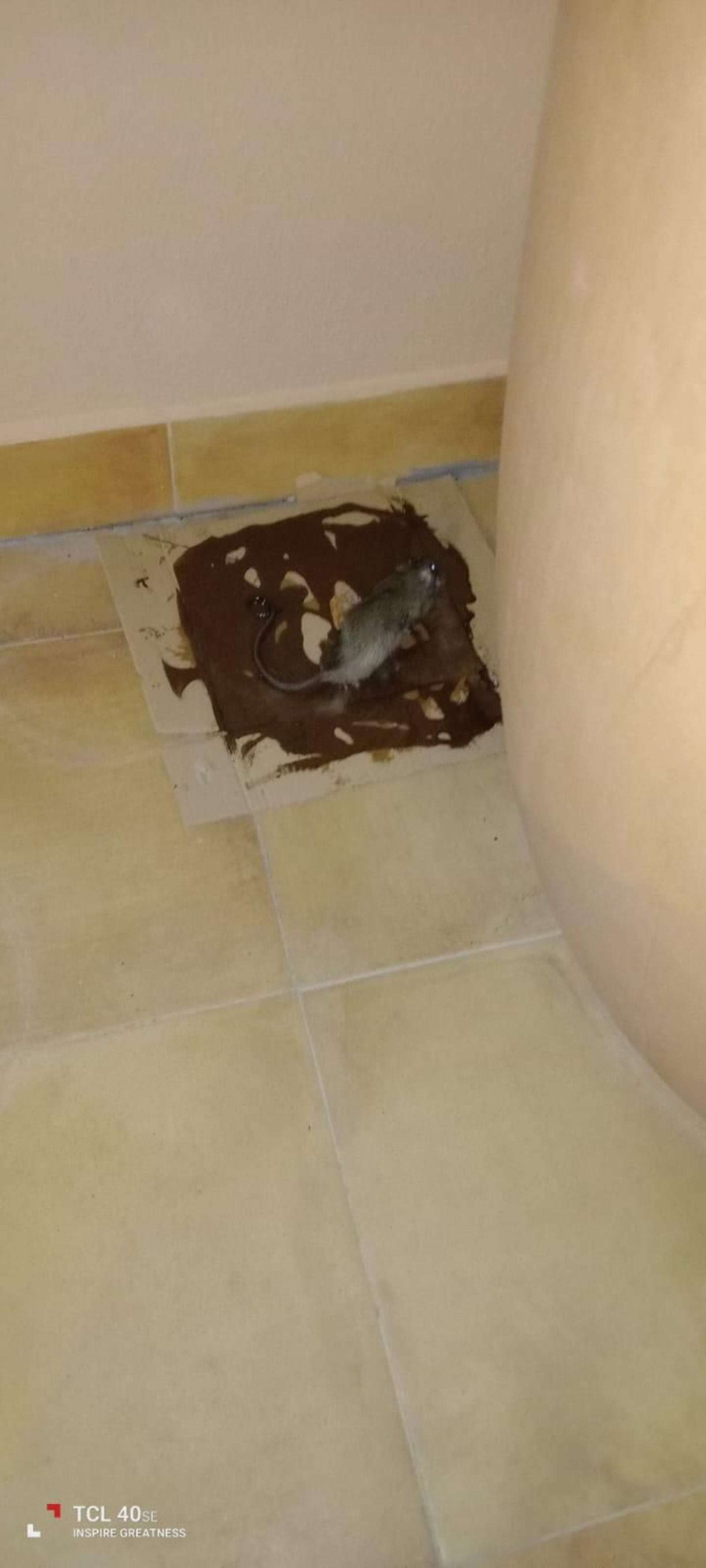 Vecinos denuncian plaga de ratas en las calles Mar Negro y Mar Jónico de Jerez