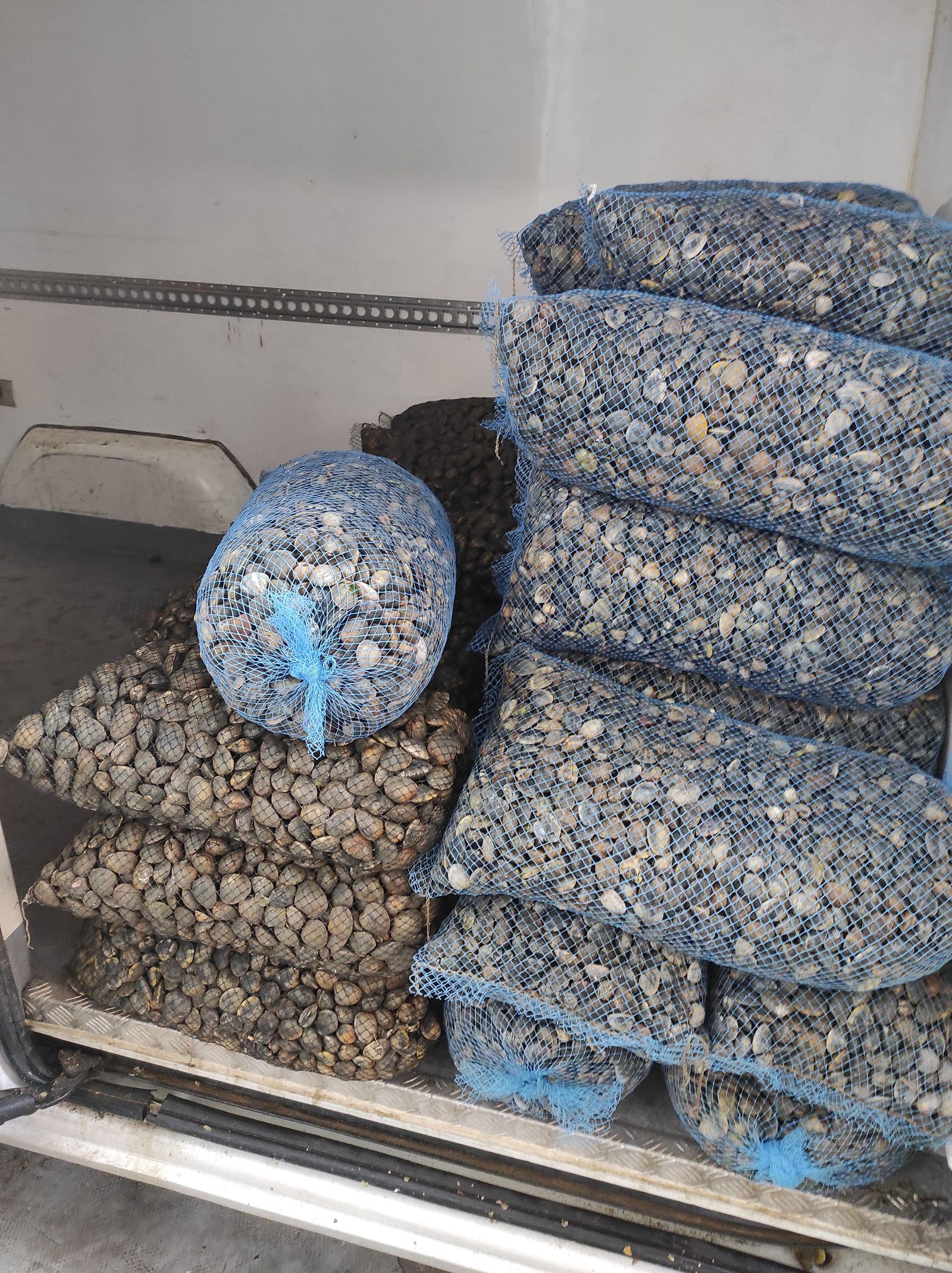 Se han incautado 1.200 kilos de almeja ilegal