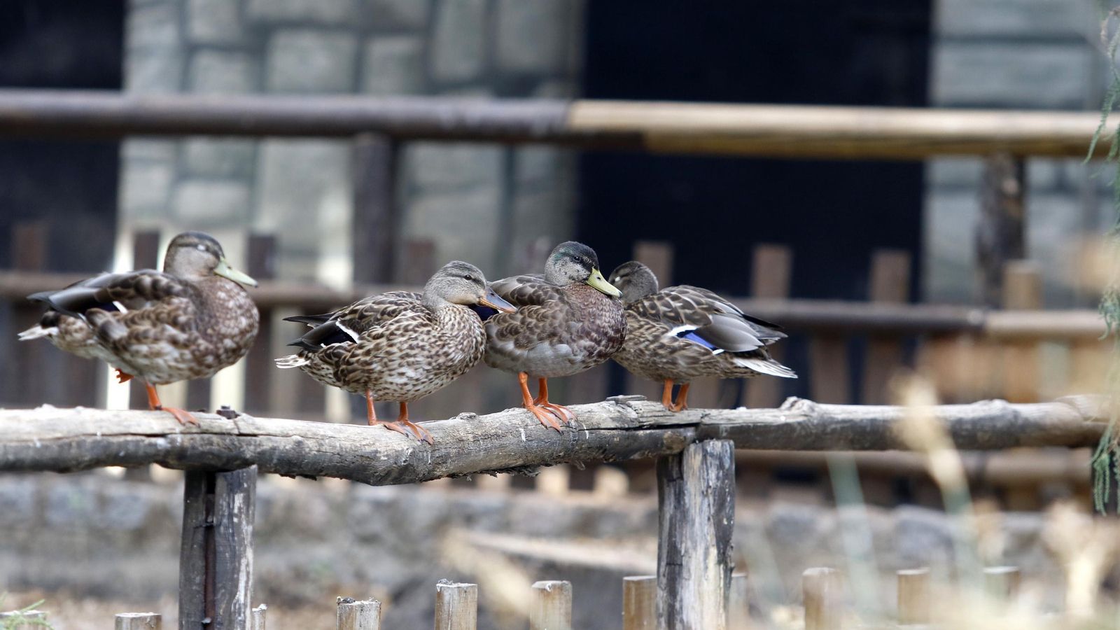 Ánades, en el Zoo de Córdoba.
