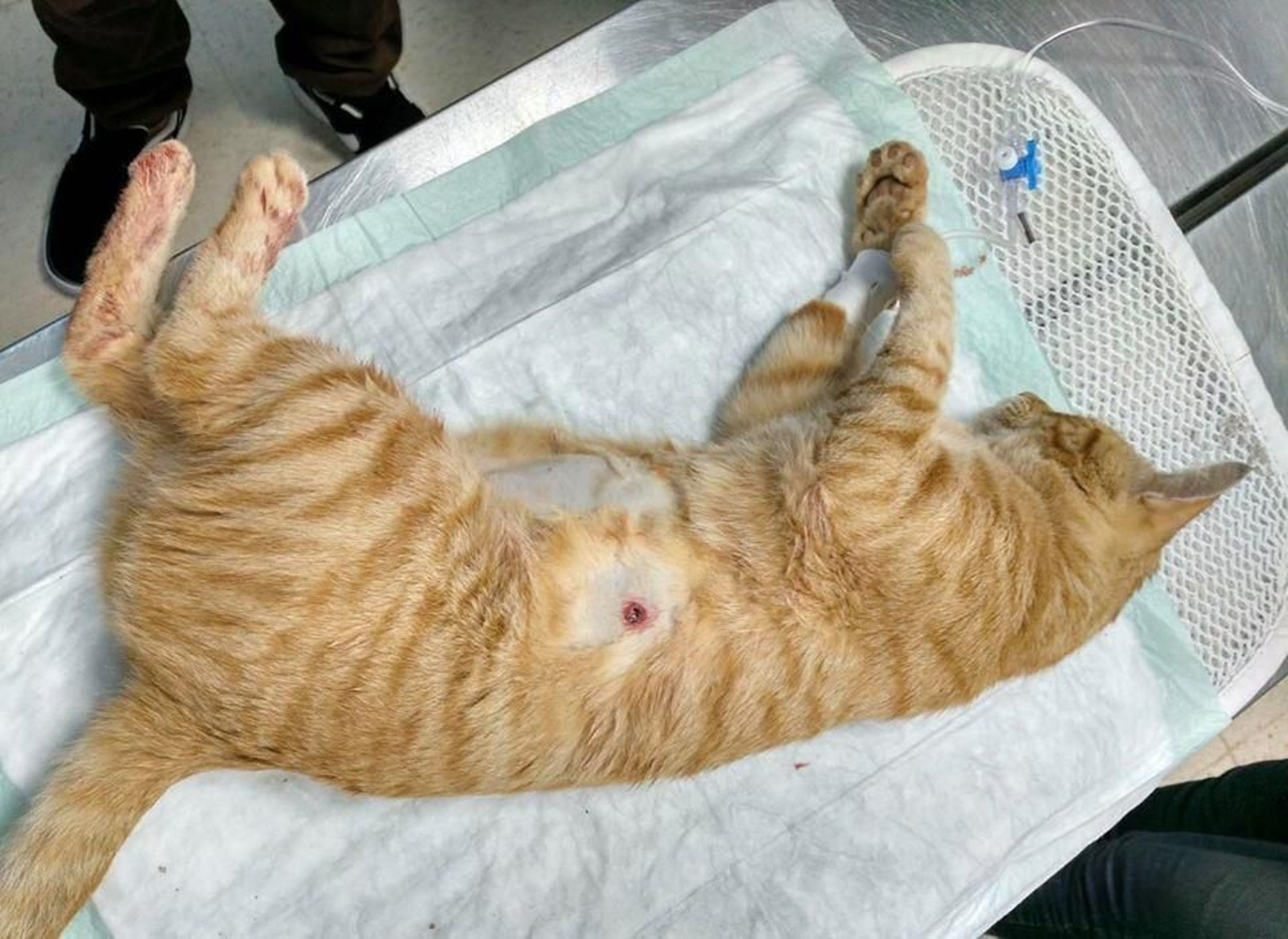 El gato Cronos, con el disparo en el costado en la camilla de la clínica veterinaria.