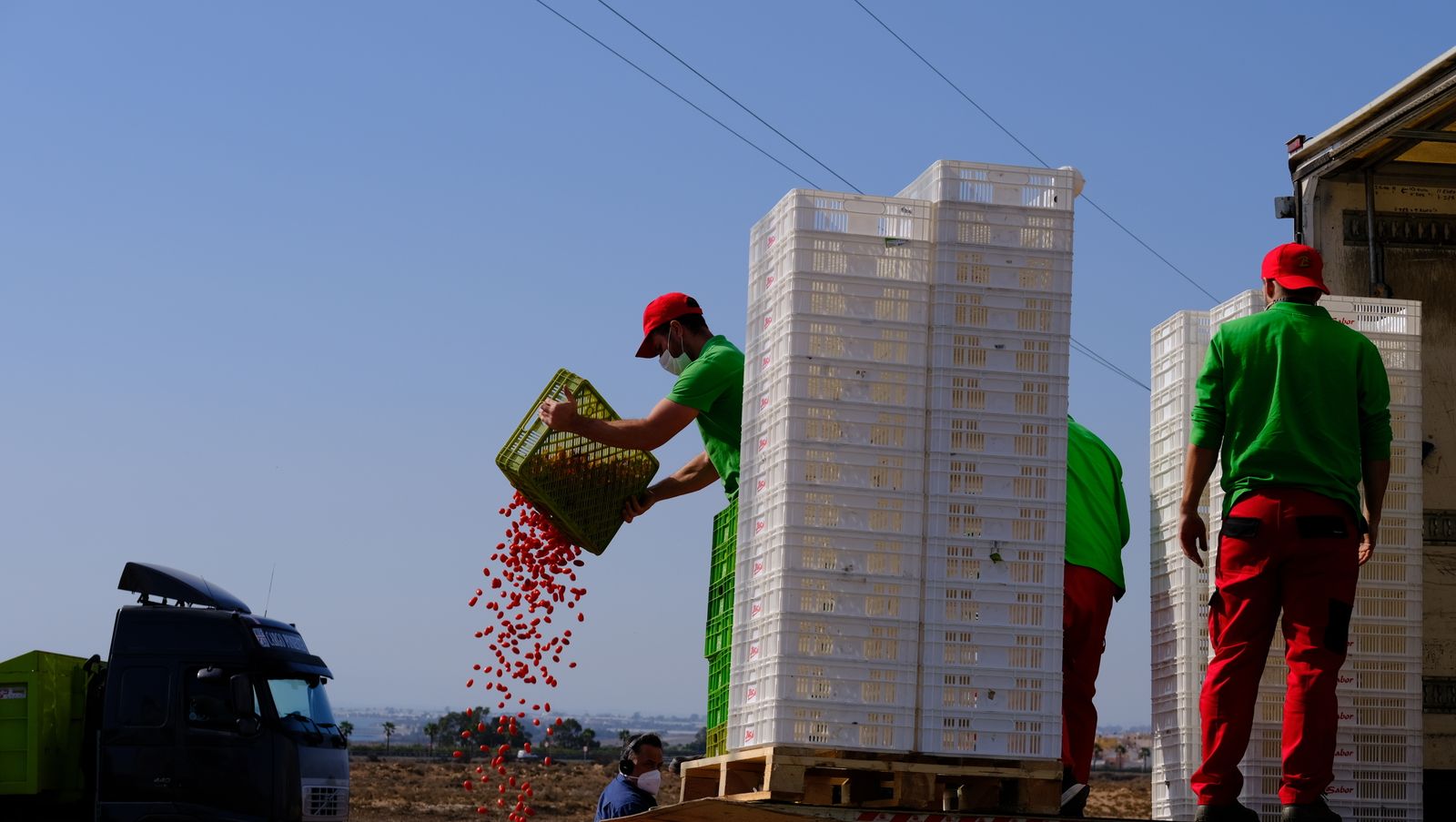 Fotogalería destrucción de pepinos en Almería