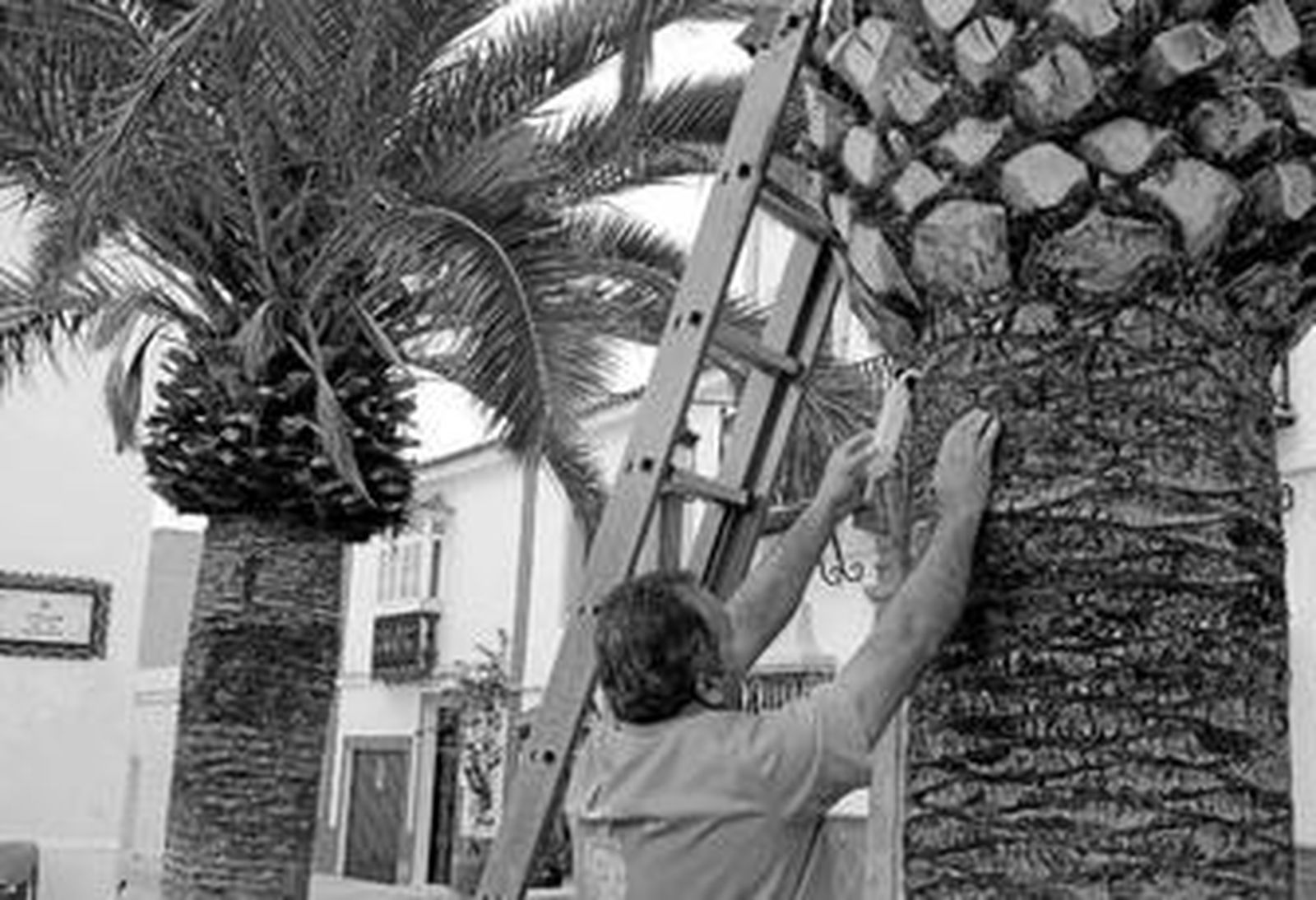 Un operario municipal aplica el insecticida contra el picudo rojo en una palmera de la Plaza de la Iglesia.