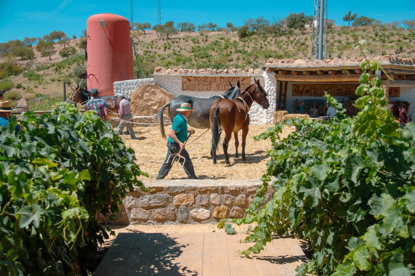Un viaje al pasado para mantener la tradición en Murtas Un viaje al pasado para mantener la tradición en Murtas