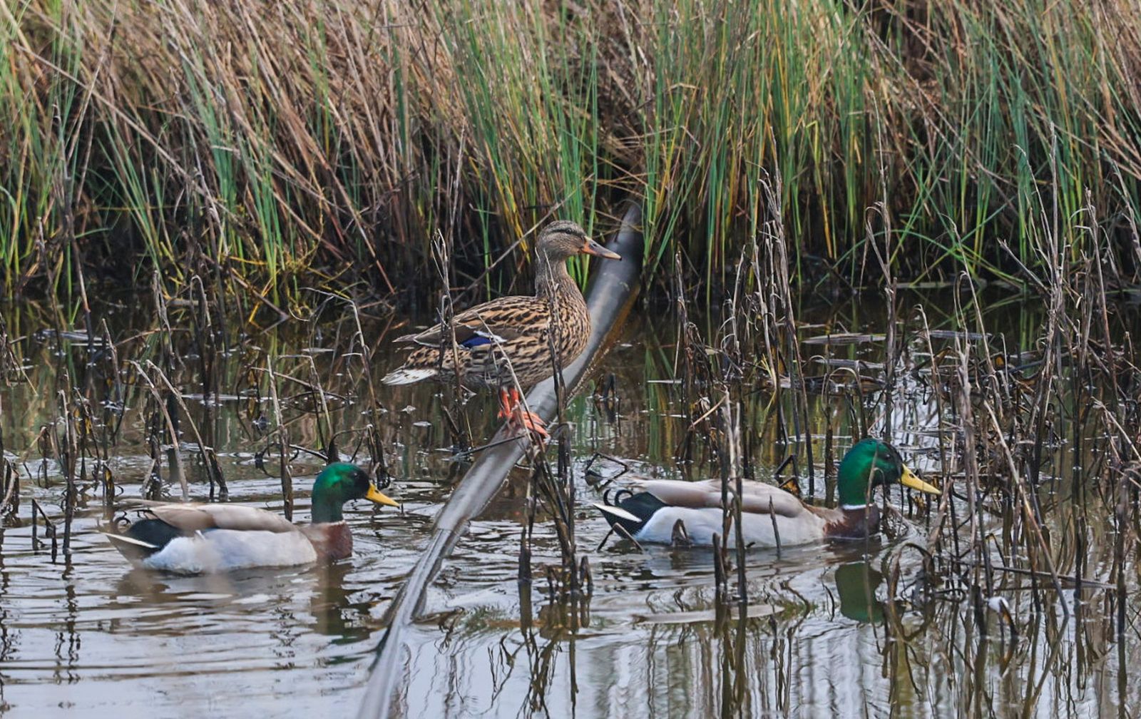 Fotografías de la celebración del Día Mundial de los Humedales
