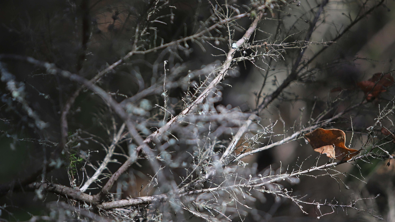 Las mejores fotos de la Montera del Torero y Valdeinfierno