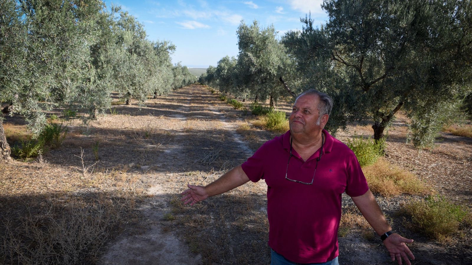 Eduardo Gamito, olivarero