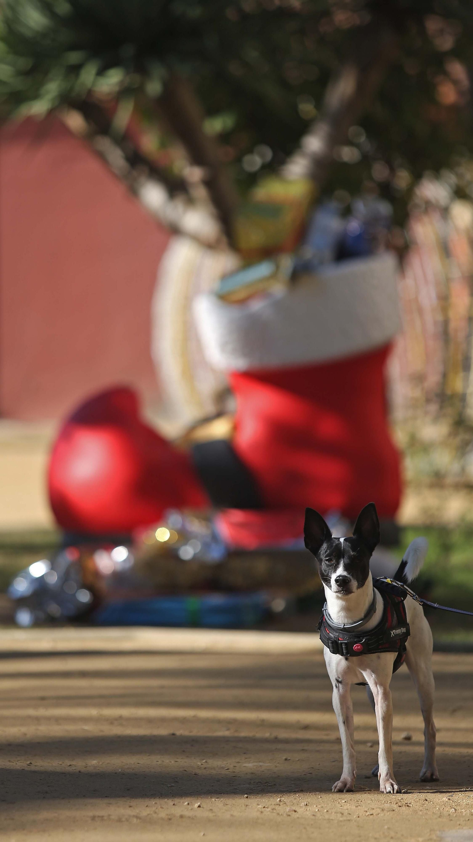 Celebración del 24 de diciembre en el Campo de Gibraltar