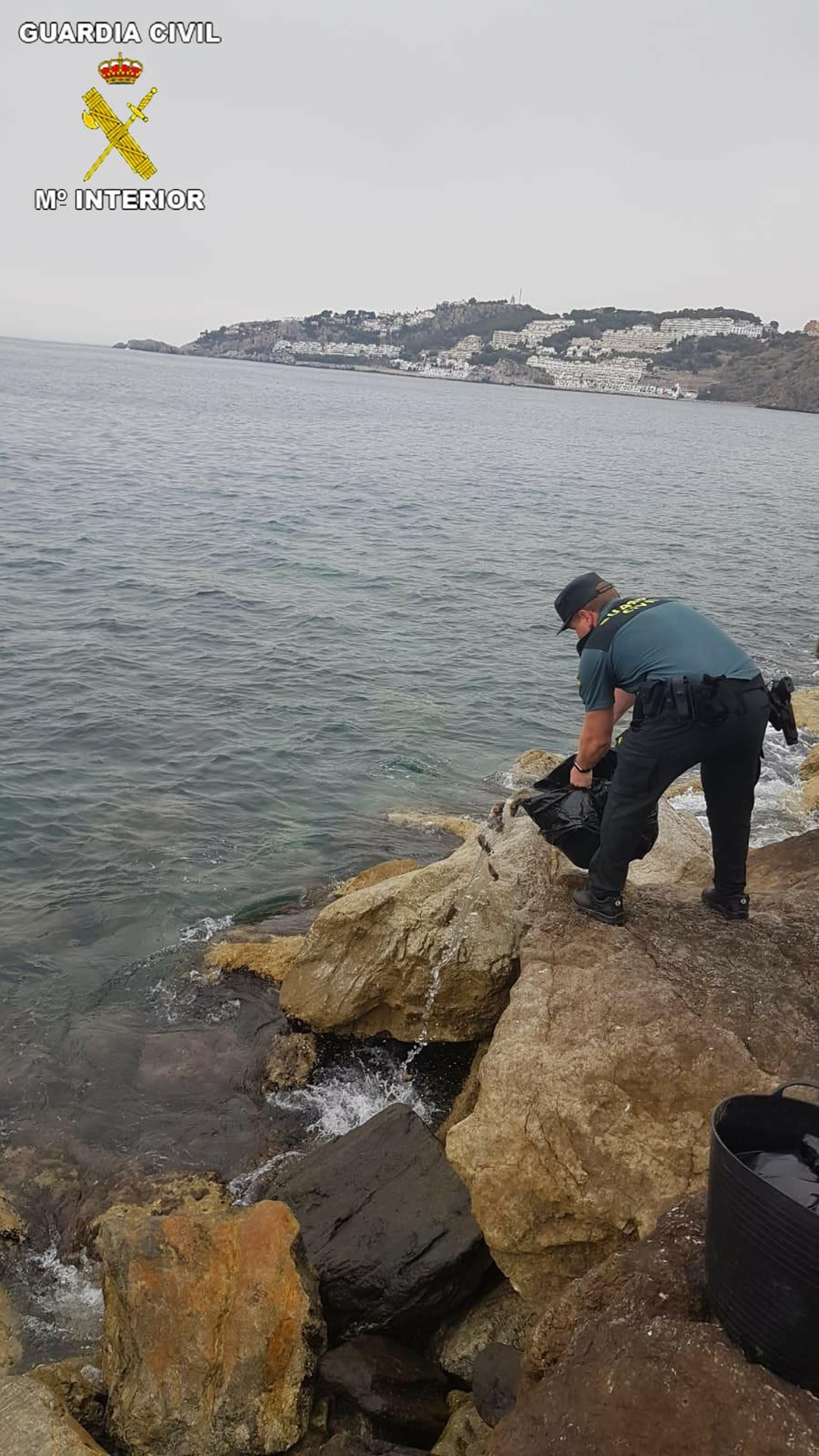 La Guardia Civil devuelve al mar 206 kilos de anémonas pescadas de forma ilegal