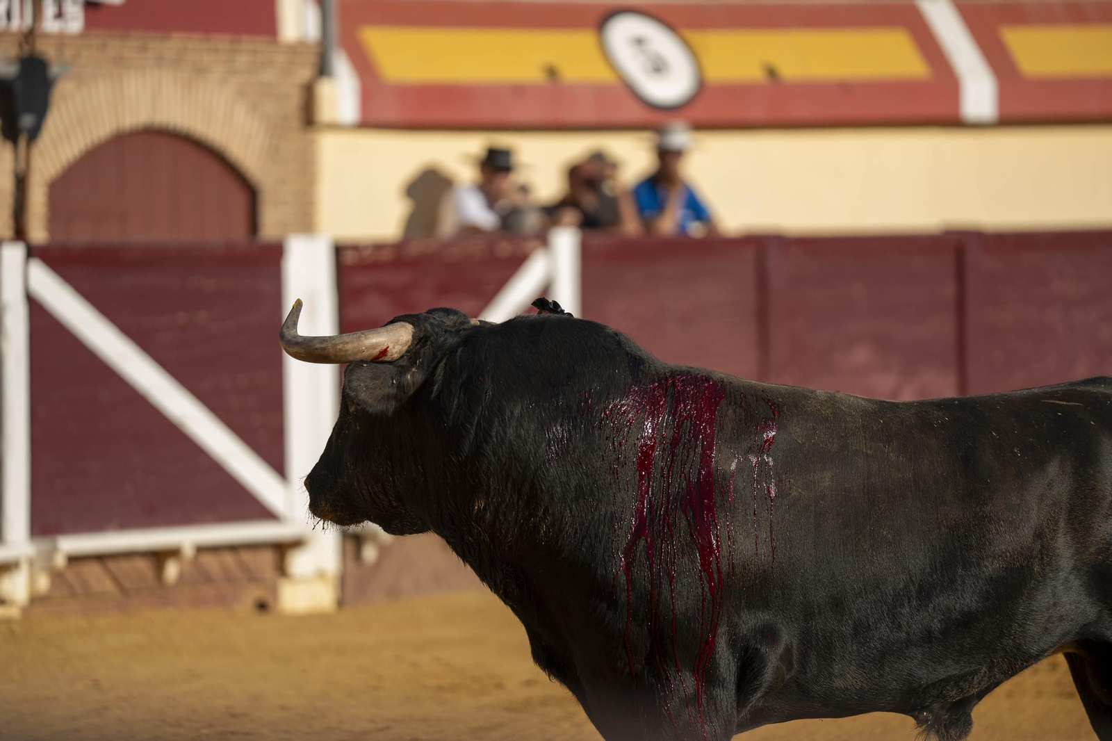 Las imágenes de los toros en Vera