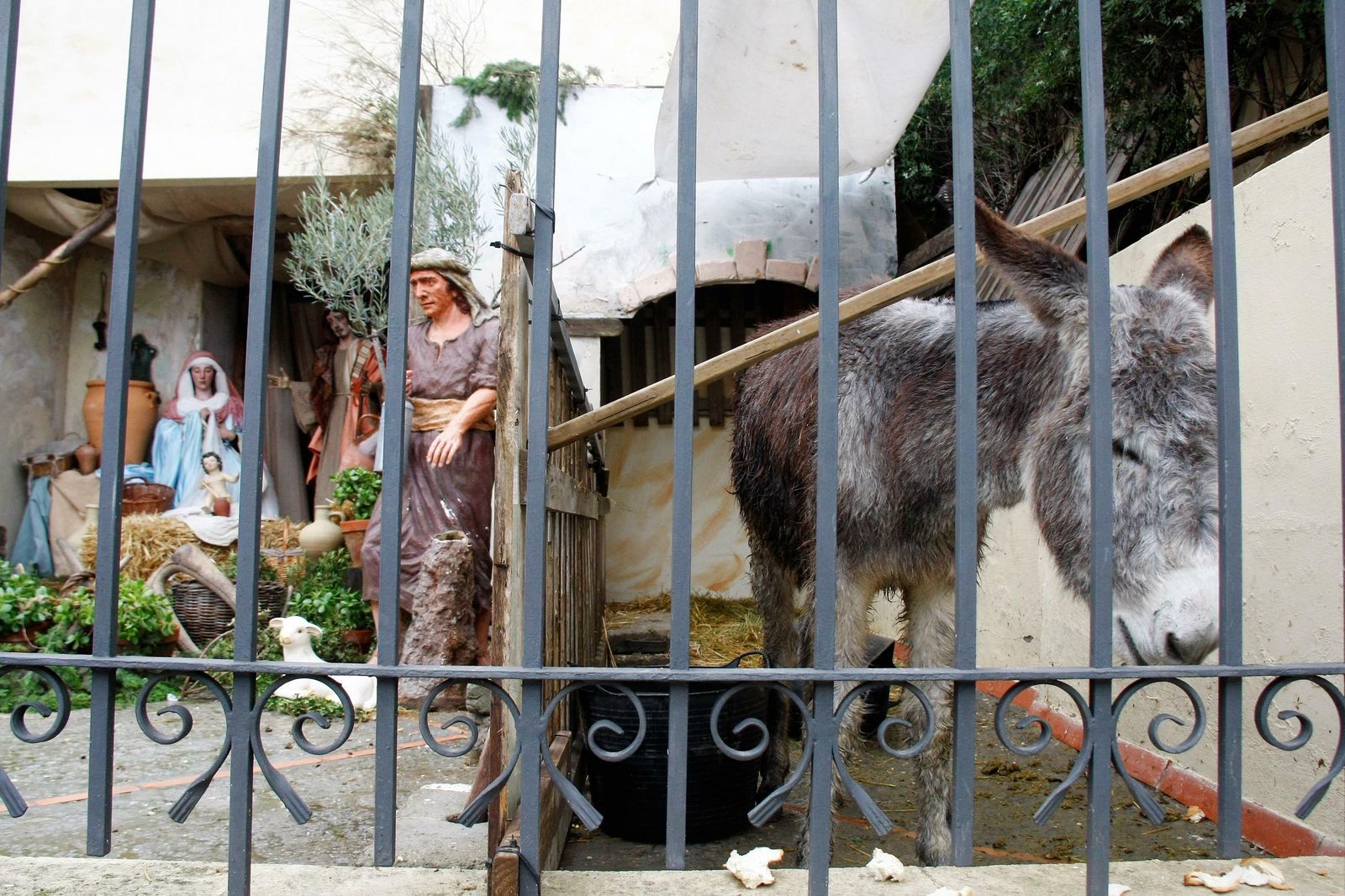 El burro del Belén exterior de la parroquia de San Francisco, en una imagen de esta mañana.