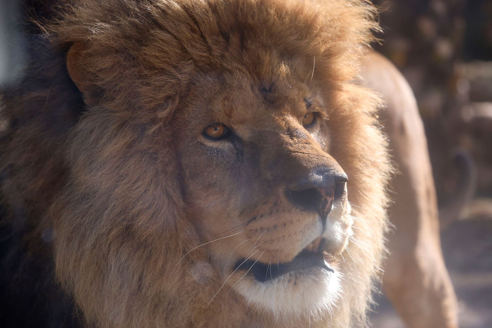 Las mejores imágenes de Zazu y Aissa, la nueva pareja de leones del Zoo de Córdoba