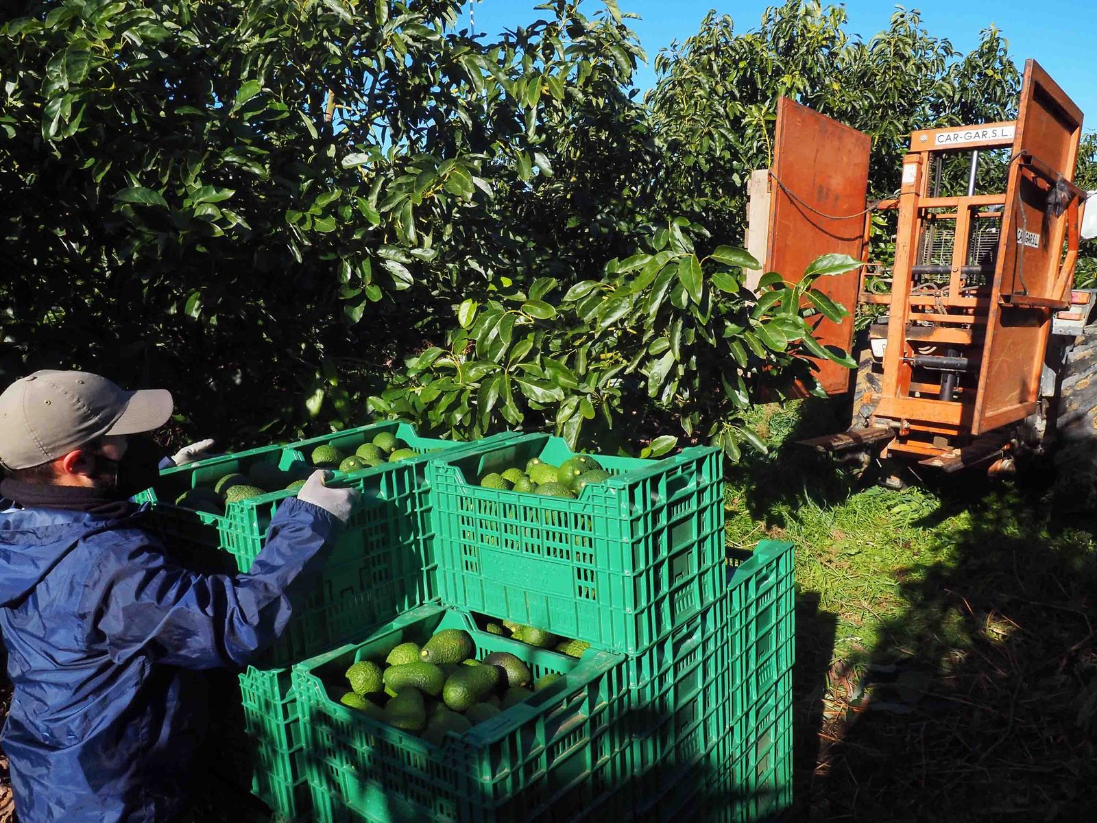 Una plantación de la provincia de Huelva.