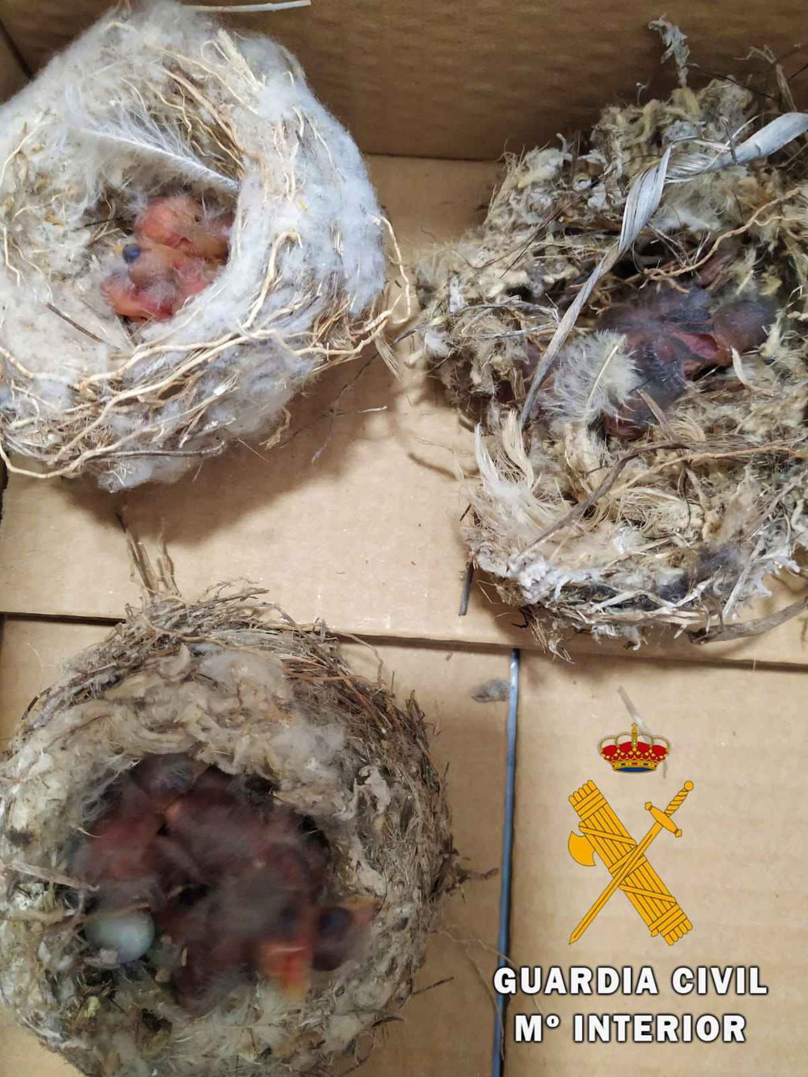 Investigan a cuatro vecinos de Tabernas por captura de crías de aves y huevos sin eclosionar