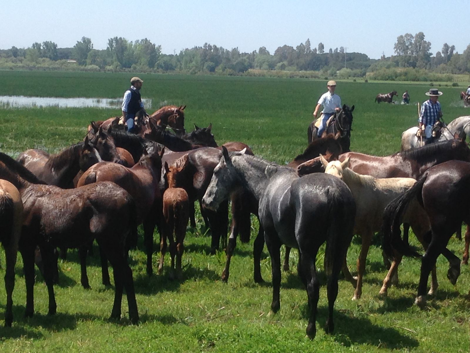 Caballos en las marismas onubenses.